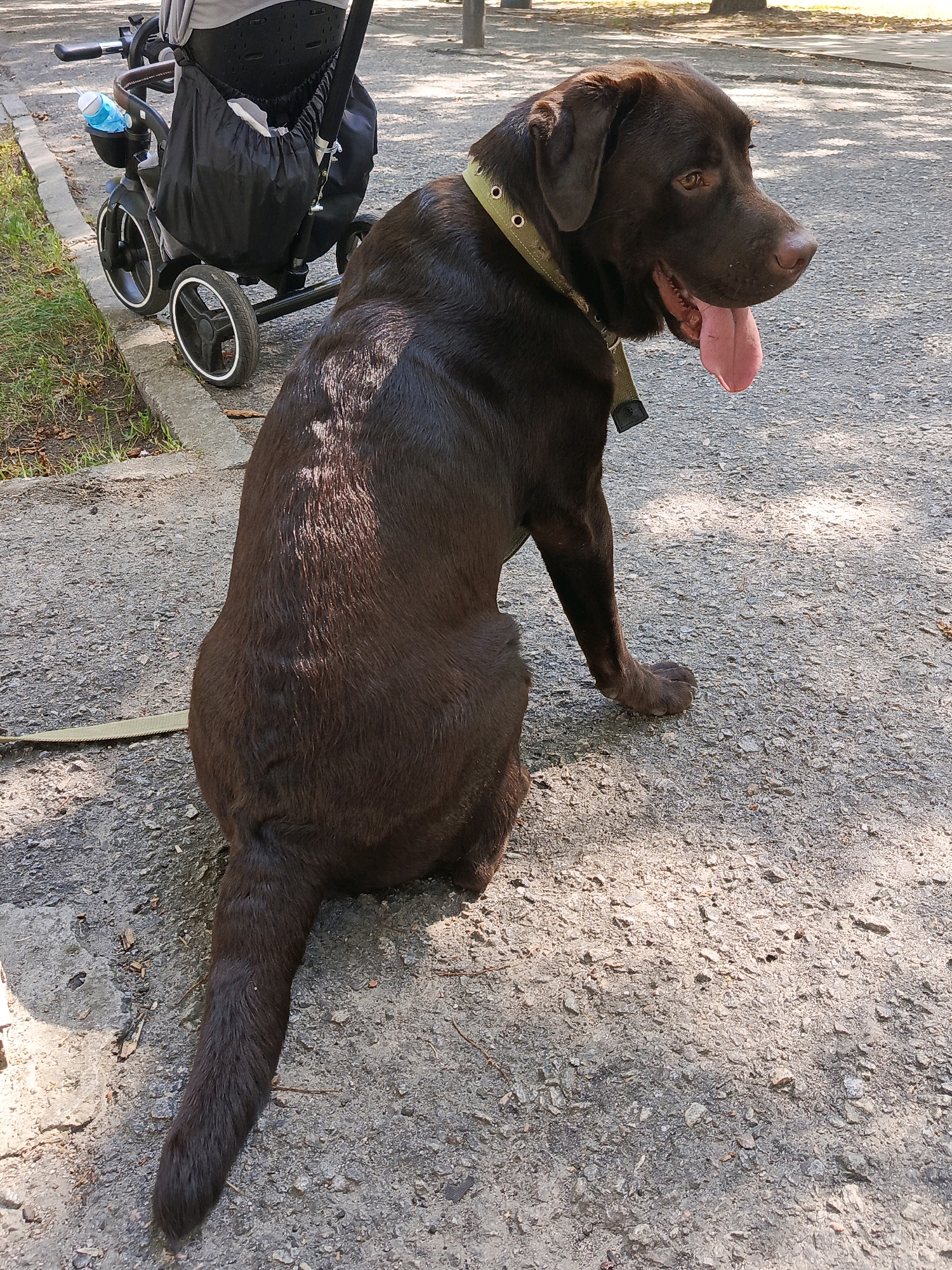 A brown Labrador Retriever dog is sitting on a gravel path, facing to the right of the frame with its tongue hanging out. The dog is wearing a green collar. Behind the dog, to the left, is a grey and black stroller with a black bag hanging from it and a blue water bottle in a holder. The ground is covered in gravel and there are some shadows cast on it from overhead trees. The background is blurred, but appears to be an outdoor park or walkway.