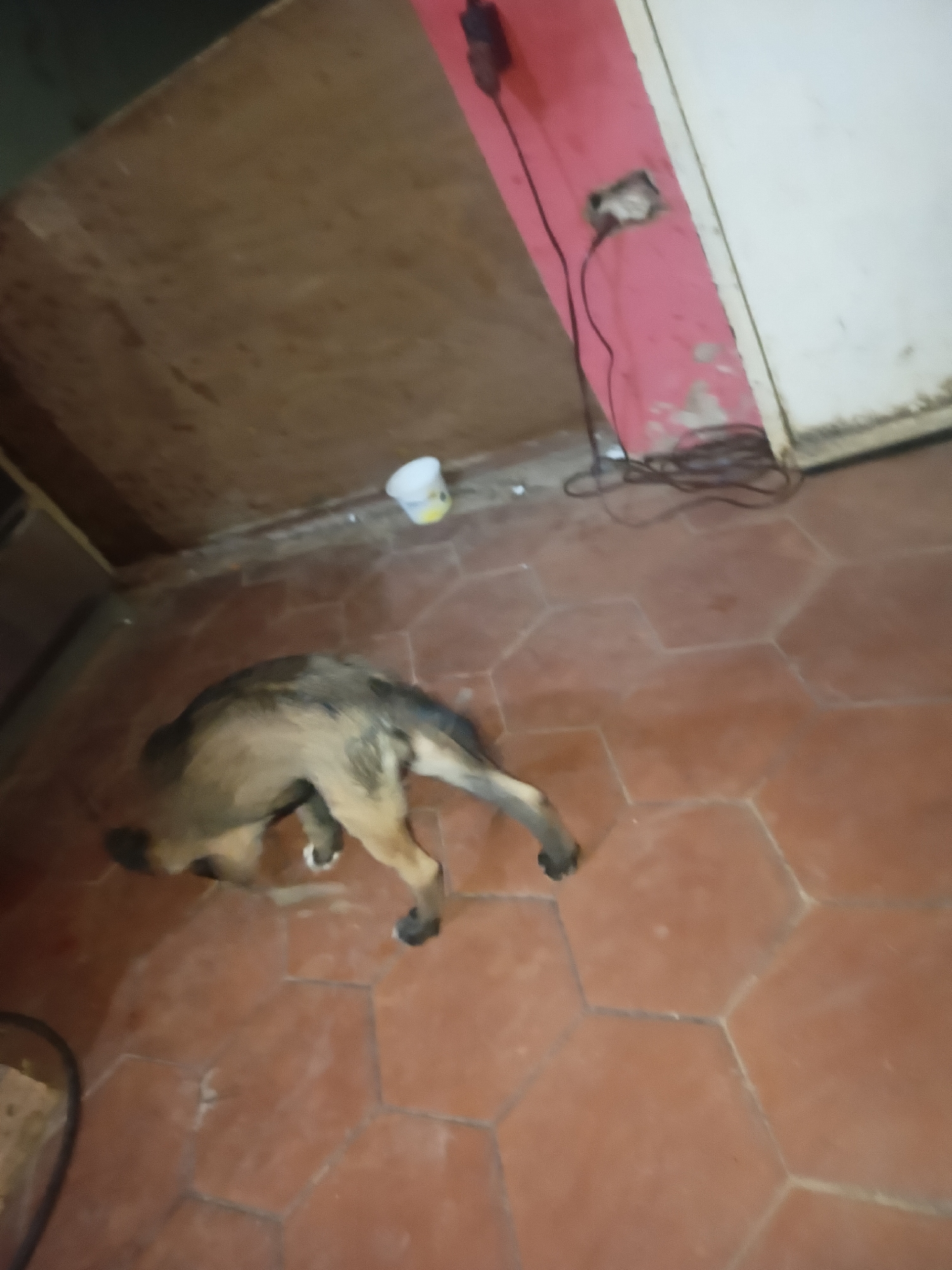 The image depicts an indoor scene, seemingly in Juan Griego, Venezuela, featuring a medium-sized dog with brown and black fur. The dog is in a crouching or resting position on a red hexagonal tiled floor. A small, white plastic cup is visible near the wall. The wall is painted with a combination of red and white sections, and electrical wiring and an outlet are visible. The floor is red with light lines.