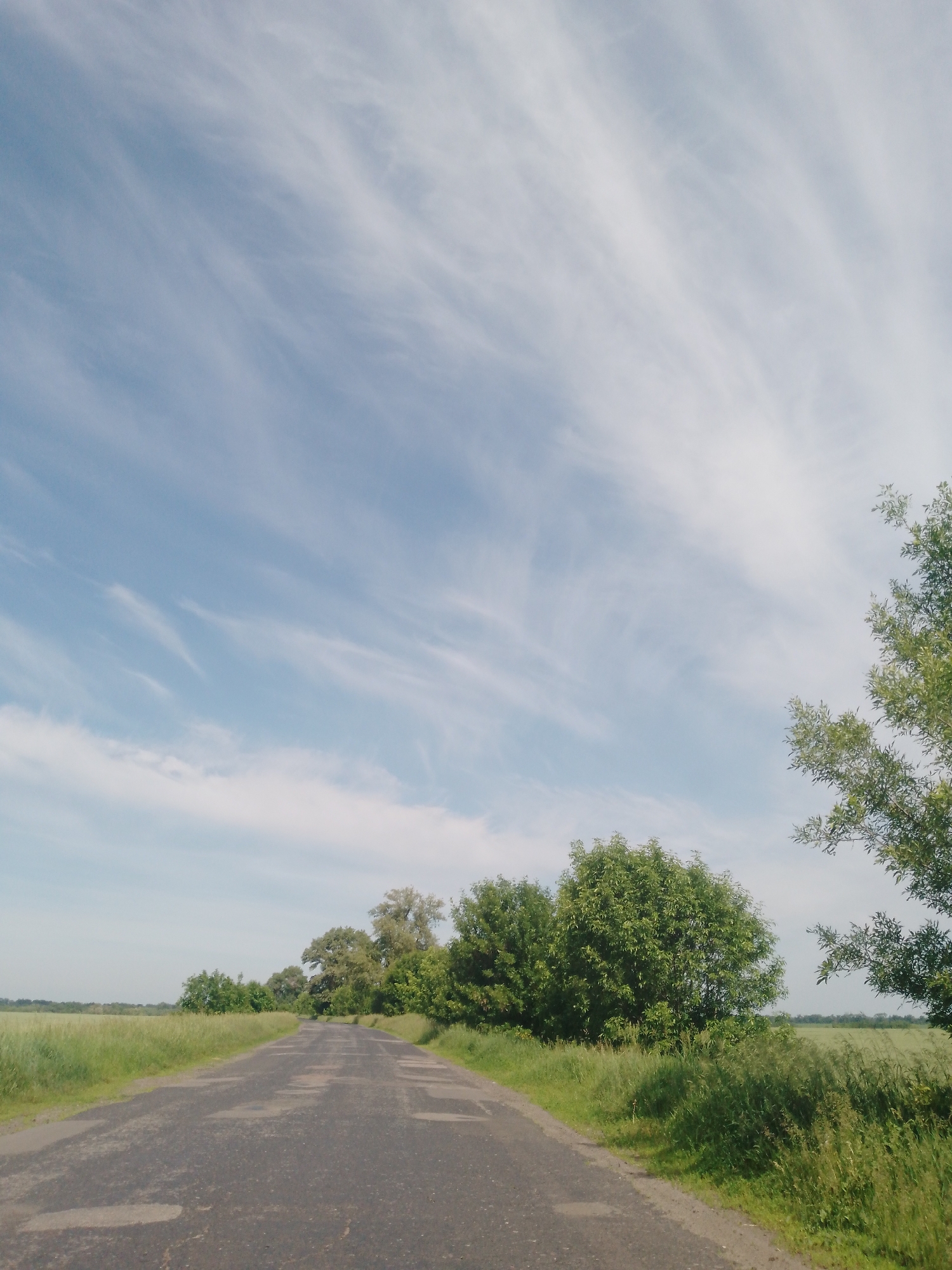The image displays a rural landscape, identified as being in Dibrivka, Ukraine. The scene is dominated by a pale blue sky in the upper two-thirds, featuring scattered, elongated white clouds with a distinct wispy, streaked appearance, particularly concentrated in the upper right quadrant.
A dark gray asphalt road, showing signs of disrepair with numerous lighter patches and visible cracks, occupies the lower central portion of the frame. It extends from the foreground into the distance, appearing to curve gently towards the right.
On the left side of the road, a narrow strip of green grass and weeds borders the pavement. Beyond this, a vast, flat field of green crops extends to a distant, flat horizon. A line of less dense trees is visible in the mid-ground on the left, separating the field from the road.
On the right side of the road, a wider band of tall green grass and mixed foliage creates a dense border. Further to the right, a thick line of mature deciduous trees with lush green leaves extends into the background, partially obscuring the horizon. Branches and leaves of a tree are visible in the extreme right foreground, extending upwards into the sky. No people, animals, or discernible human activity are present. The lighting suggests a clear daytime setting.