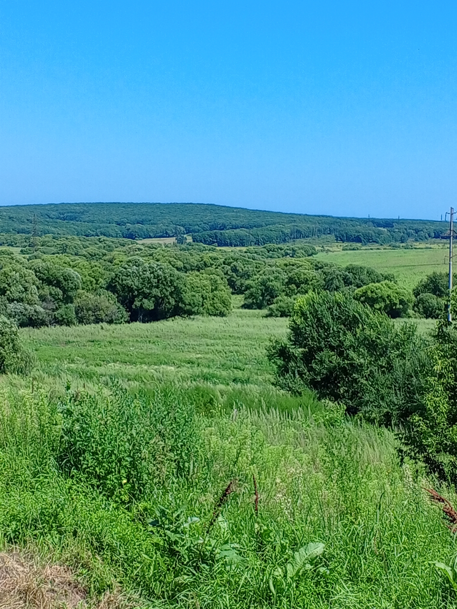 A wide-angle, eye-level shot captures a verdant landscape under a clear, bright blue sky. The foreground is dominated by a dense growth of green grasses and wild plants, with some dried stalks intermingled. A path or dirt area is visible on the lower left. In the midground, a rolling field of lush green grass stretches out, dotted with clusters of trees and bushes of various sizes and shades of green. Further in the distance, a large, undulating forest covers a hill, its dense foliage forming a dark green mass. A single, tall utility pole with wires is positioned on the right side of the image, standing out against the natural scenery. The overall impression is one of a rural or undeveloped natural area, bathed in sunlight.