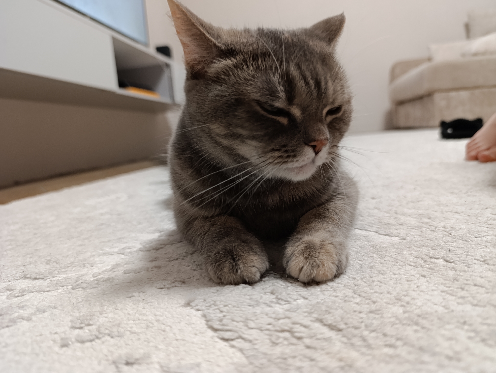 A gray tabby cat lies on a light-colored, textured rug. The cat's eyes are nearly closed. In the background, a white entertainment center is visible on the left, and part of a beige sofa, a black slipper, and a bare foot are visible on the right. The location is likely indoors. There is no information about the city of Chaikovsky, Russia, in the image.