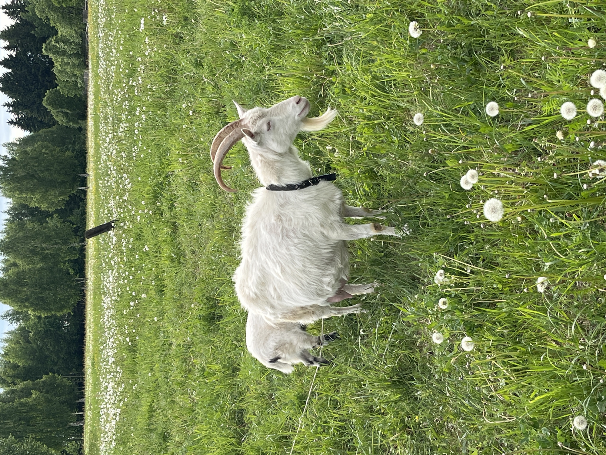 A goat with long, curved horns, white fur, and a black collar stands in a grassy field filled with dandelions. The field is situated in front of a forest. The location is Ludorvay, Russia.