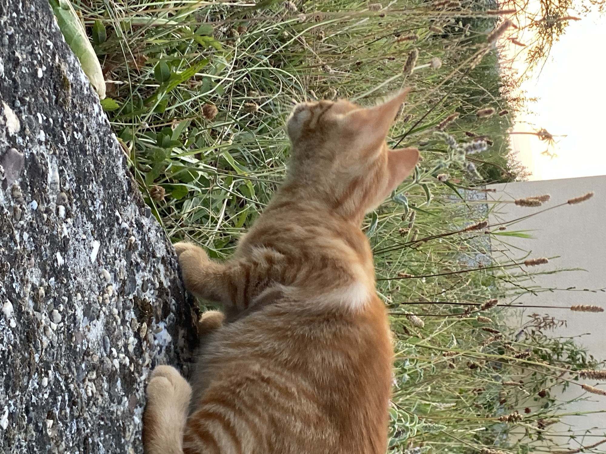 An orange tabby cat is crouched on a concrete surface, looking to its left. The cat has distinctive stripes on its fur and a white patch on its neck. Behind the cat is a dense growth of green grass and dry weeds, with some trees and a building visible in the background. The scene is lit by natural light, suggesting it is daytime. The location is identified as Barajevo Urban Municipality, Serbia.