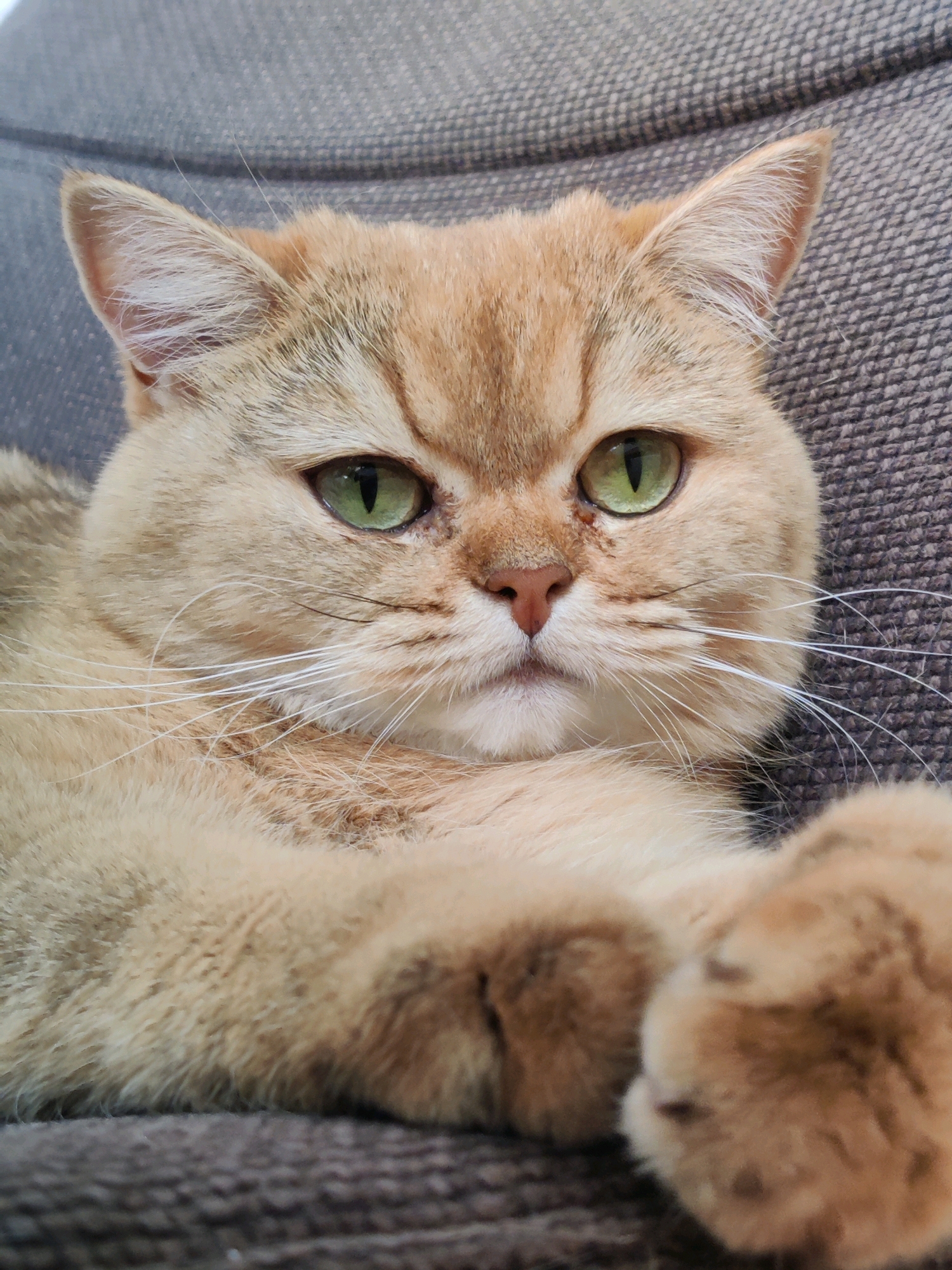 A close-up shot focuses on the face and front paws of a ginger cat resting on a textured gray surface, likely a couch or chair. The cat has large, vivid green eyes, prominent white whiskers, and short, fluffy fur. Its expression is calm, and its paws are relaxed. The background is a blurred, dark gray textured fabric. The scene is indoors, and there are no people or other animals visible. There is no information in the image that would allow for a determination of its location within the city of Krasnodar, Russia.