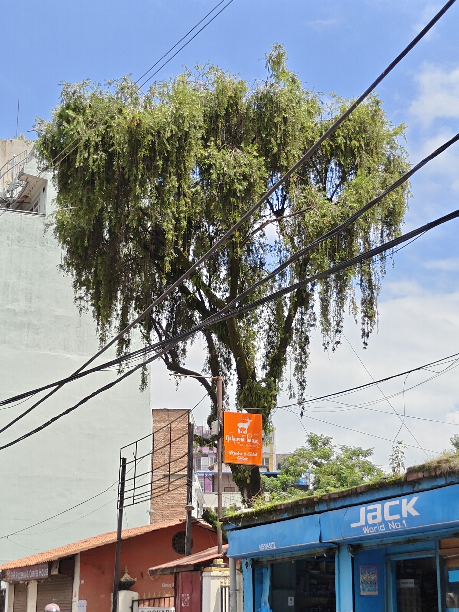 In a street scene in Kathmandu Metropolitan City, Nepal, a large tree with weeping branches dominates the center of the frame, its leaves a vibrant green against a partly cloudy blue sky. Overhead, multiple black electrical wires are strung across the image, obscuring parts of the sky and tree. To the left, a light-colored, multi-story building with visible staircases and balconies suggests urban development.
Below the tree, an orange rectangular sign is suspended, featuring a deer graphic and text that reads "Gokarna House" and "Restaurant" along with "Adventures & Global Gastronomy." Further down, a bright blue storefront with the prominent white lettering "JACK" and smaller text "World No.1" is visible. The storefront appears to be a shop or business. A partial view of an orange-tiled roof building is also present to the left of the blue storefront. The overall impression is a snapshot of urban life with natural elements, specifically a prominent tree, integrated into the city's infrastructure.
