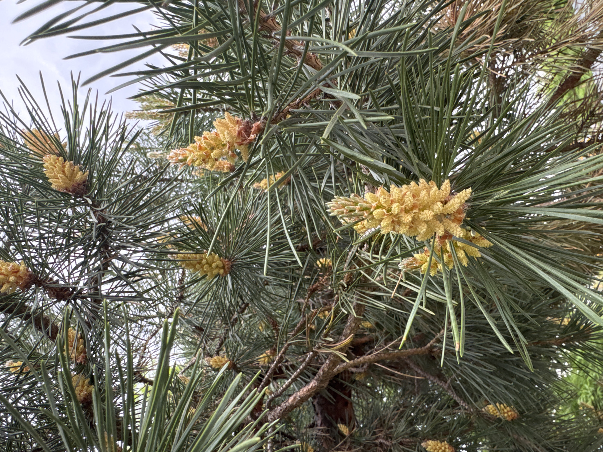 The image shows a close-up view of a pine tree branch with needles and numerous small, yellow-colored pollen cones. The needles are long and thin, radiating outward from the branch. The cones are clustered together, appearing at the tips of the branches and along their sides. The background reveals glimpses of the sky through the branches. Based on the visual characteristics and the prompt's suggestion, the image likely originates from Sofia, Bulgaria.