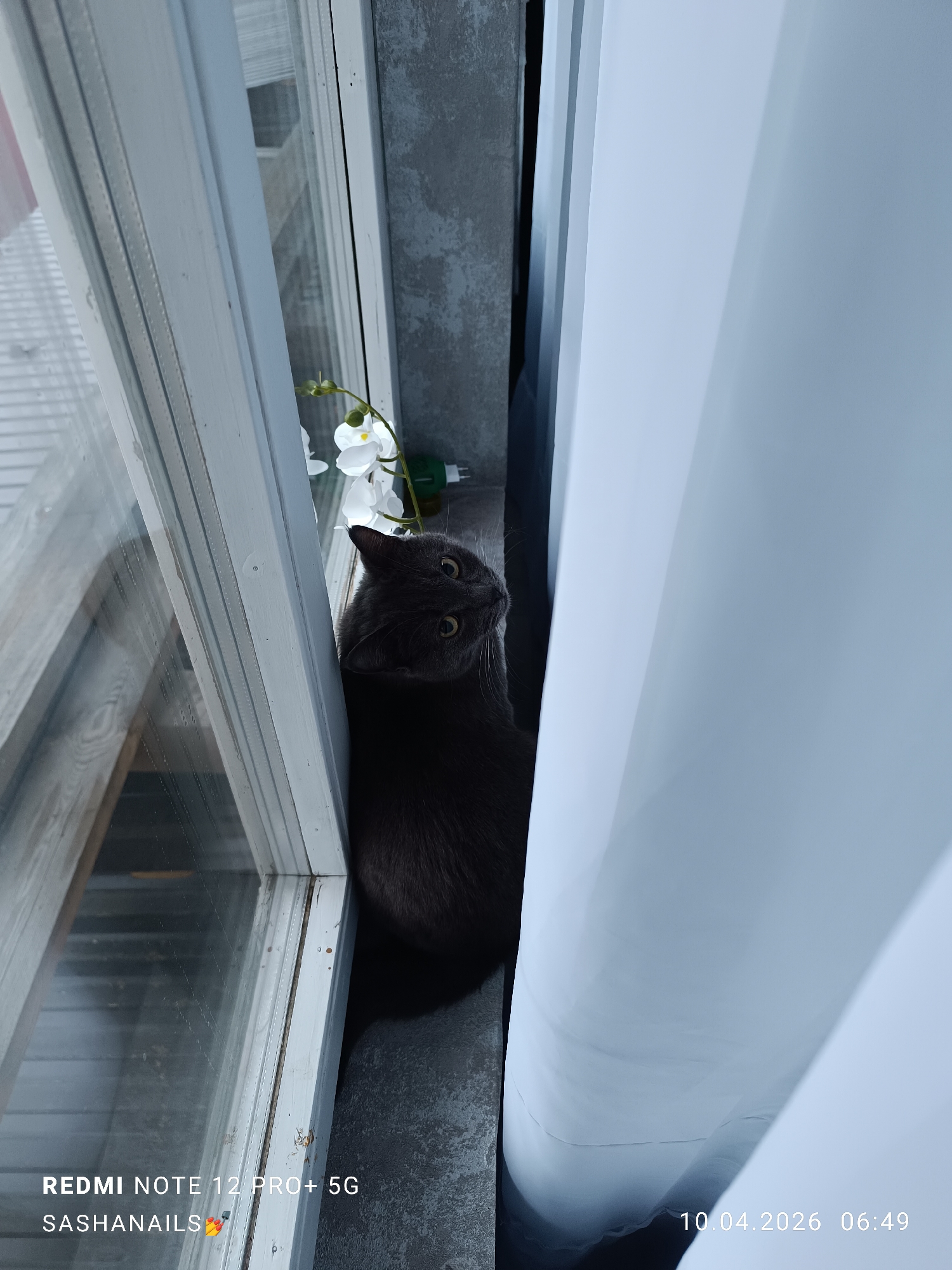 A gray cat sits squeezed between a white window frame and a white curtain, looking upwards. A faux orchid rests on the windowsill behind the cat. The photo was taken indoors, likely in Chaikovsky, Russia based on timestamps at the bottom that suggest a date in the Russian date format (day.month.year). The watermark mentions "SASHANAILS," which could be the name of the photographer or a business.