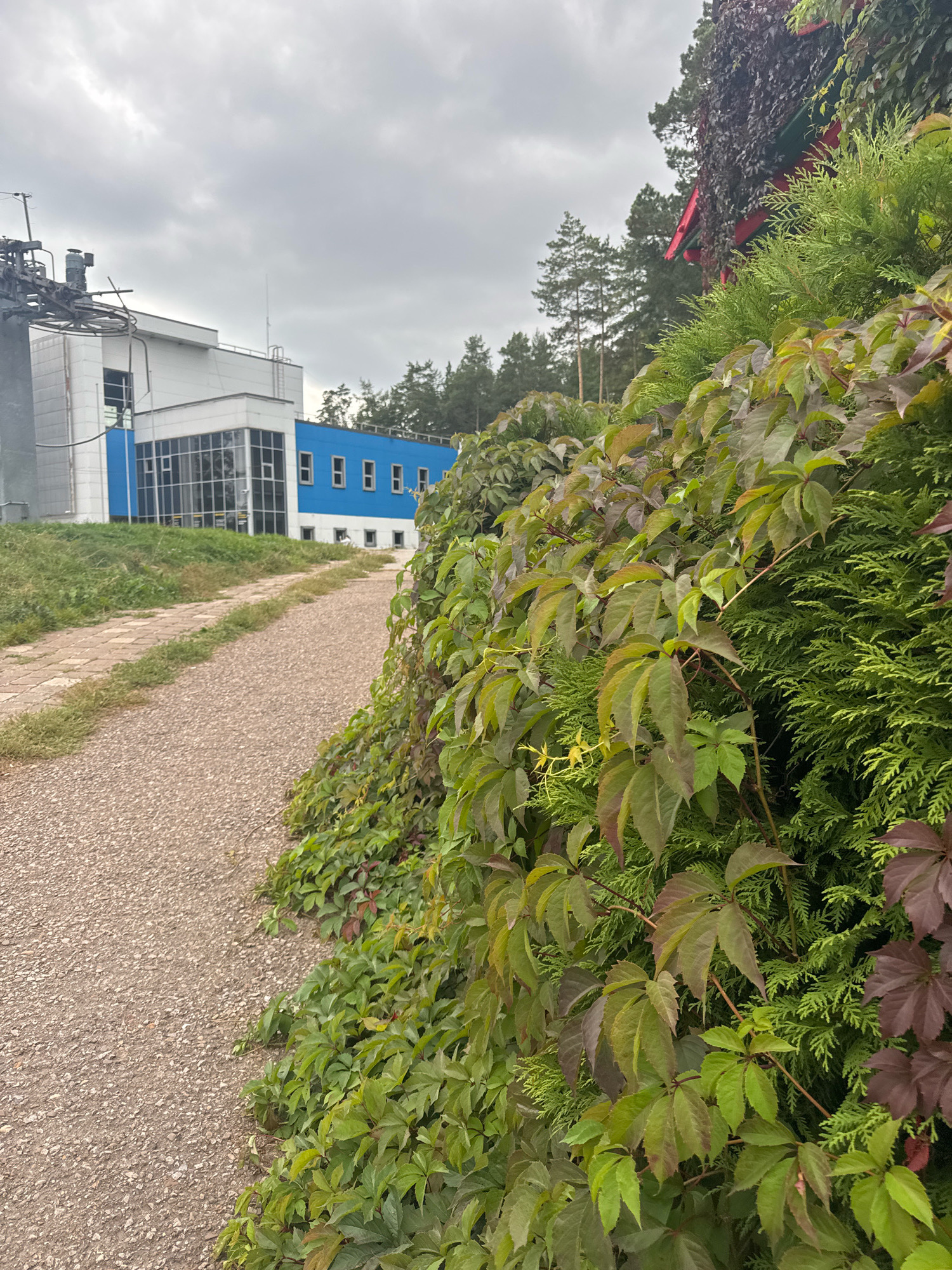 The image depicts an outdoor scene with a gravel path leading towards a modern industrial building. The building features white and blue sections, with a large glass-windowed area on the left and a row of square windows on the blue section. Lush green and reddish-purple foliage, primarily ivy and evergreen bushes, covers the right side of the frame, creating a dense natural barrier. The sky is overcast, suggesting a cloudy day. The presence of industrial structures and the overall landscape suggest this location could be an industrial or commercial zone on the outskirts of Ufa, Russia, potentially near forested areas which are common in the region. There are no people visible in the image.