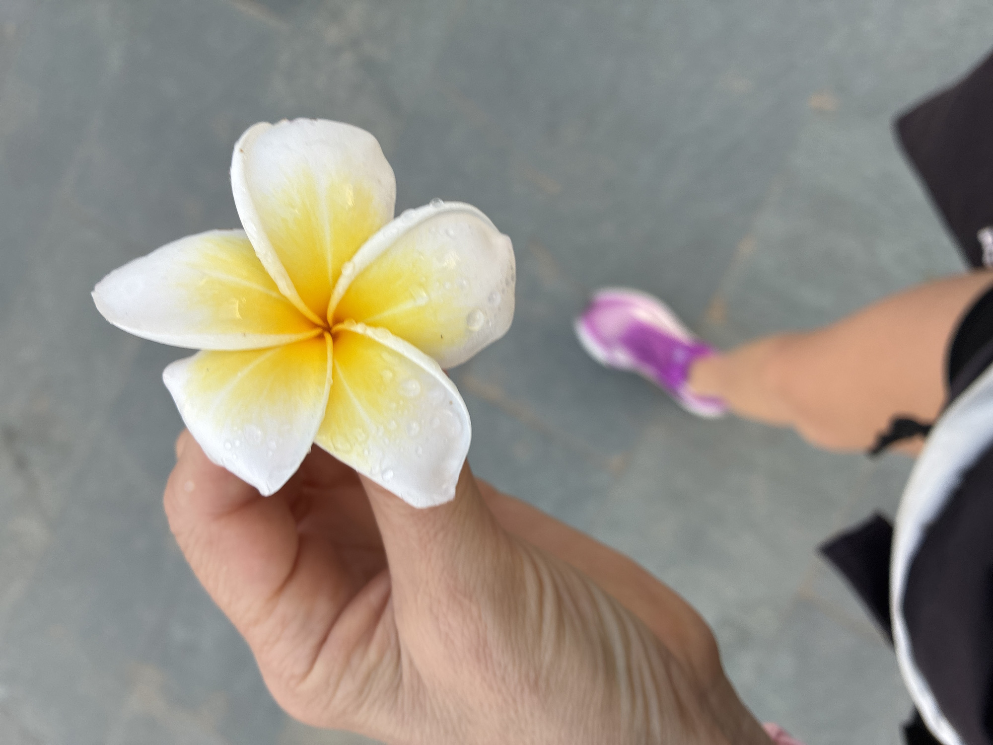 A close-up, overhead shot shows a person's hand holding a single white and yellow plumeria flower with water droplets on its petals. The background is a grey, textured surface, possibly a paved area. In the lower portion of the frame, a blurry shot of a person's legs and a purple and white sneaker is visible, suggesting the flower is being held by someone standing or walking outdoors. The image appears to have been taken in the city of Alanya, Turkey.