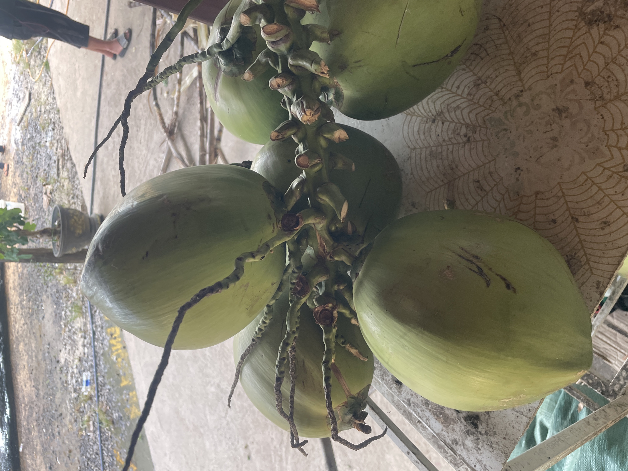Six fresh, unhusked green coconuts, still attached to sections of their fibrous stems, are arranged on a soiled, light-colored tabletop featuring a subtle, embossed circular pattern. A metal rail structure is partially visible in the lower foreground. The immediate background consists of a concrete paved area, transitioning to a gravel path with standing water or a wet surface reflecting light further back. A discarded blue plastic bottle is visible on the distant ground. A dark potted plant is situated on the left, and several cut sugarcane stalks are scattered on the ground to the right. Two individuals are partially visible in the background; one wears dark shorts and light-colored sandals, standing on the concrete. This scene is located in Tây Ninh Hòa, Vietnam.