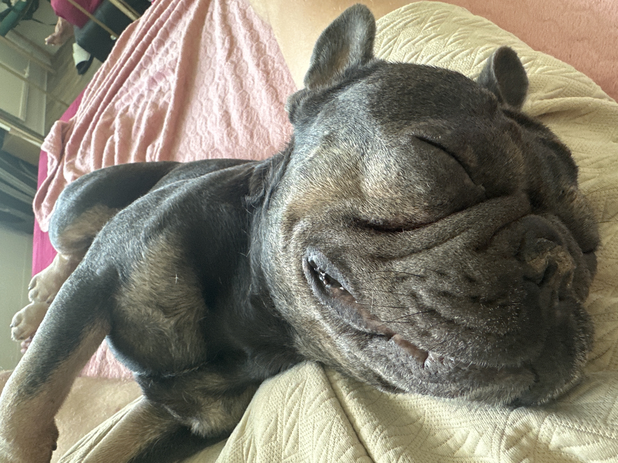 An overhead shot shows a dark-colored dog, possibly a French Bulldog, sleeping on its back. Its eyes are closed, and its face is deeply wrinkled, resting on a beige, textured blanket. The dog's paws are visible, extended upwards and slightly to the left. Behind the dog, a pink, ruffled blanket is visible, and beyond that, a blurred background with a suggestion of furniture and possibly a person's legs. The scene appears to be indoors, on a bed or sofa.