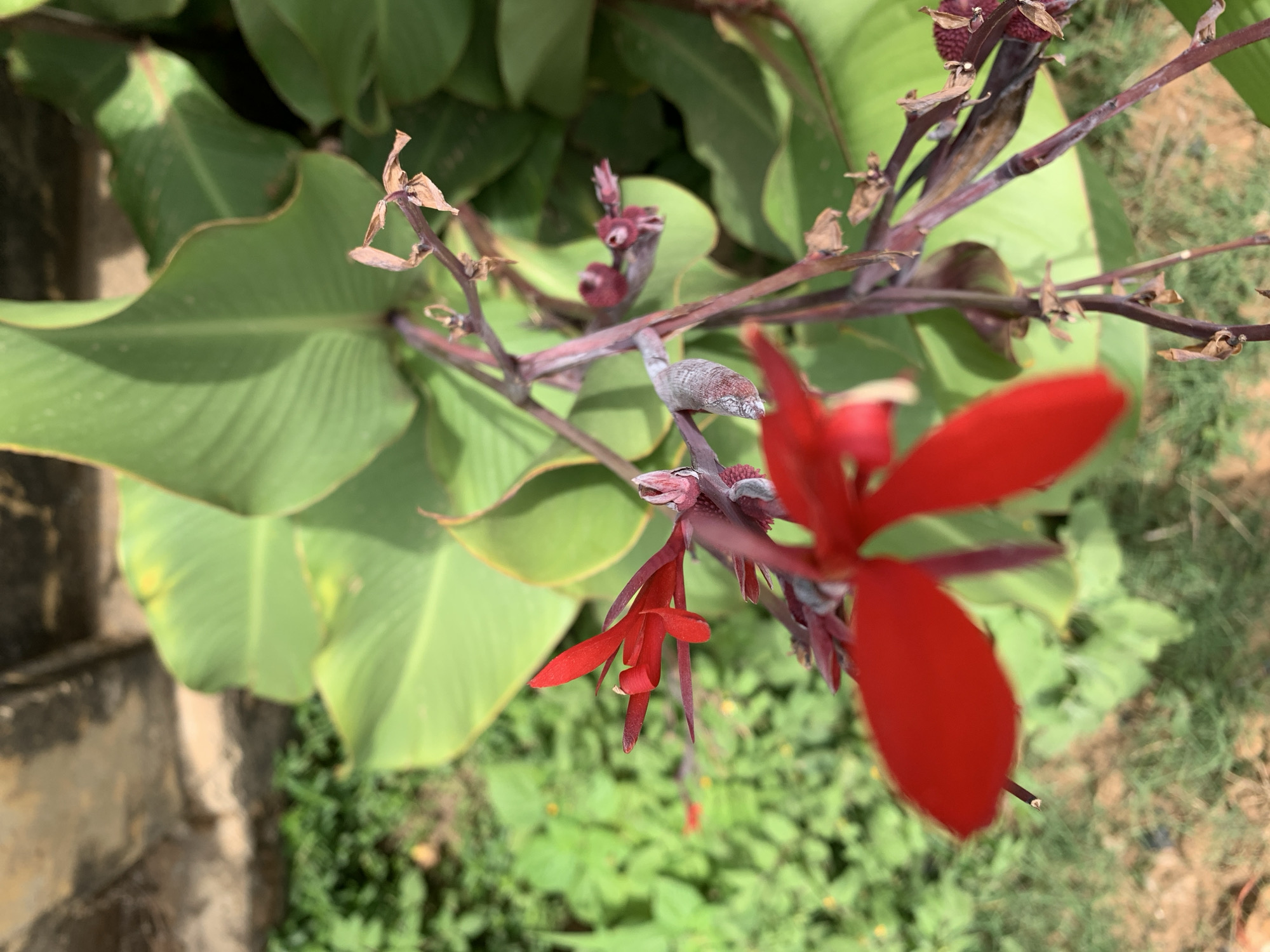 A close-up shot reveals a red flower and green foliage, likely in a natural or garden setting. The plant features broad, green leaves and a purplish-brown stem with reddish flower petals. The background includes a mix of green vegetation and possibly soil or ground cover. Based on the instructions, it is located in Rafin Par, Nigeria. No people or specific interactions are visible in the image.