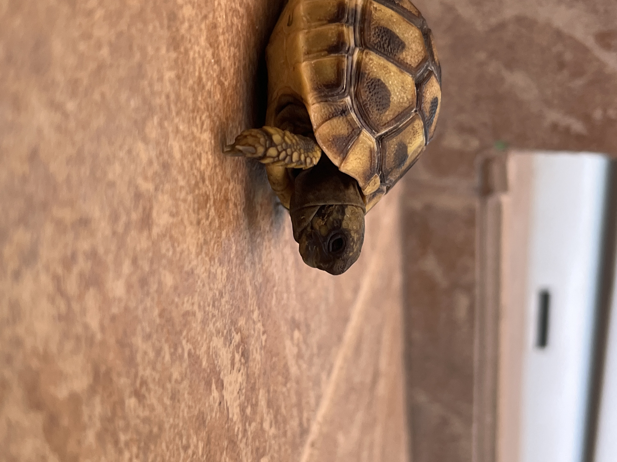 A vertically oriented, close-up photograph captures a small tortoise with a distinctive shell. The shell exhibits a mosaic pattern of yellowish-brown and dark brown or black scutes. The tortoise's head, which is dark in coloration with a visible eye, is extended downwards relative to its body, and one scaled front leg is visible, seemingly reaching out.
The tortoise is positioned against a textured background that appears to be a wall or floor with a variegated pattern in shades of brown and beige, resembling tiles or natural stone. The angle of the shot makes it look as though the tortoise is climbing or suspended on this vertical surface. In the blurry background to the right, a white object, possibly a door frame or furniture, is partially visible, featuring a dark vertical line. The scene suggests an indoor setting, and the location context is Budva, Montenegro. There is no visible text in the image.