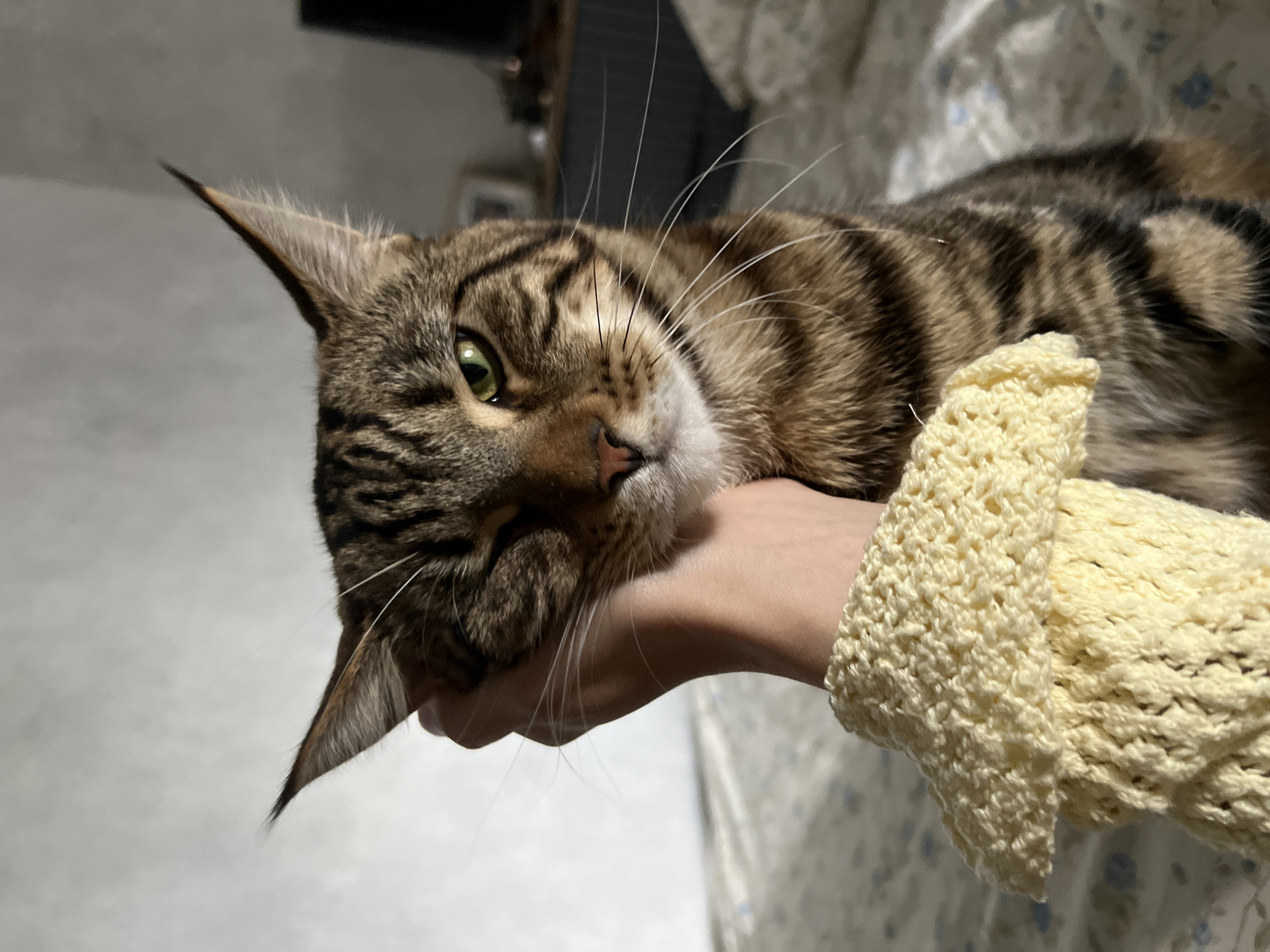 In Nizhny Novgorod, Russia, a tabby cat is held by a person's hand, which gently cups its face. The cat has green eyes and is looking towards the camera with one eye partially closed in a wink. The person is wearing a yellow knitted cuff on their wrist. The background consists of a white wall and a bed with a patterned duvet.