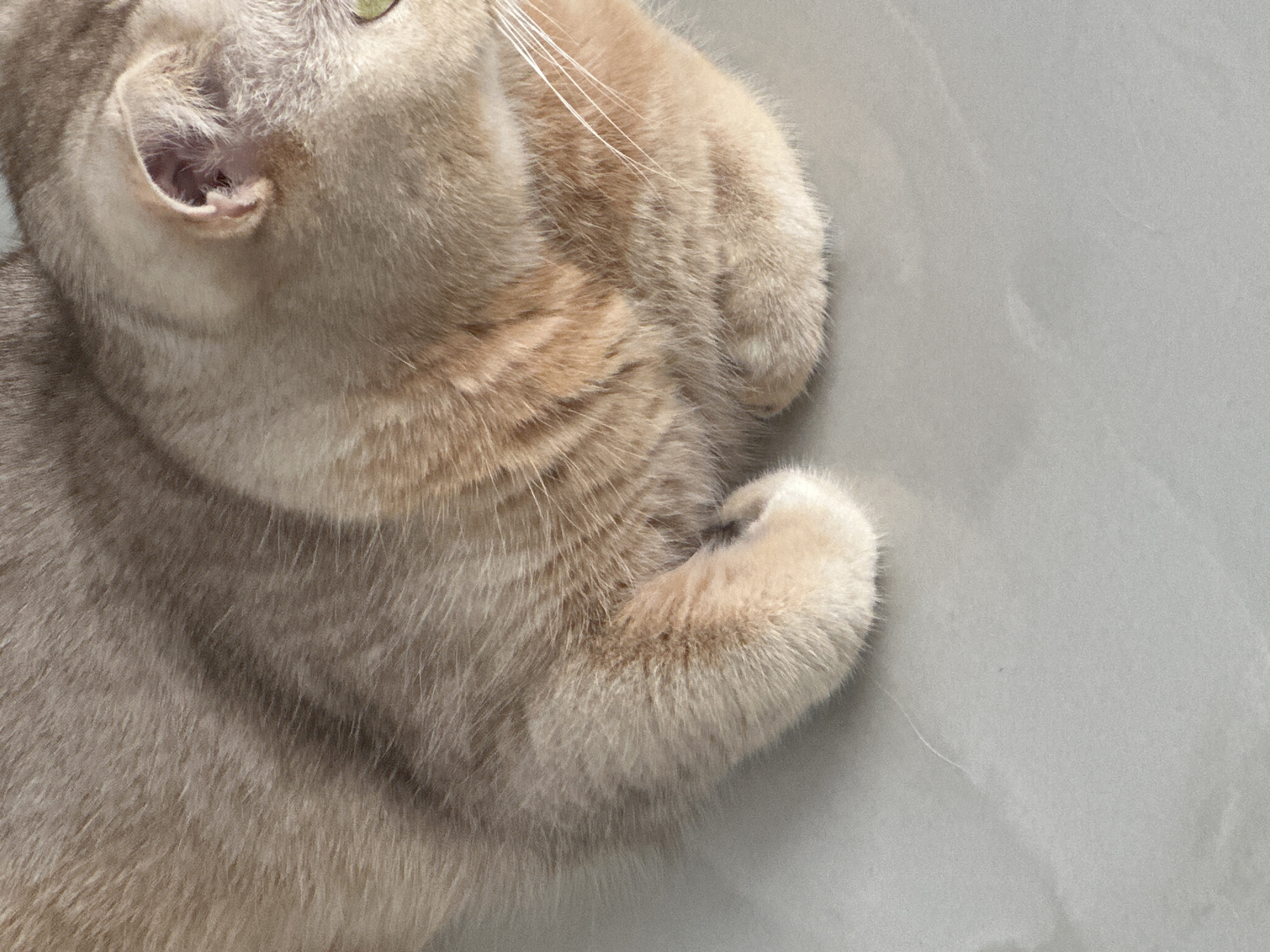 A close-up, high-angle shot captures a domestic cat resting or playing on a plain, light gray surface. The cat, primarily covered in soft, dense fur of cream, tan, and light brown hues with faint tabby-like markings, dominates the left side of the frame. One of its paws is raised, covering a portion of its face, with long, delicate white whiskers extending outwards. Above the paw, one bright green or yellow eye is visible, looking upwards and slightly to the right. The cat's left ear is prominent, showing the pink inner cartilage and fine white hairs within. Further down, another paw is curled inwards, resting near the cat's body. The background is a consistent, light gray, suggesting a floor or wall, offering no specific location cues. The lighting is soft and even, highlighting the texture of the cat's fur and creating gentle shadows that give depth to its form. No text is visible in the image.