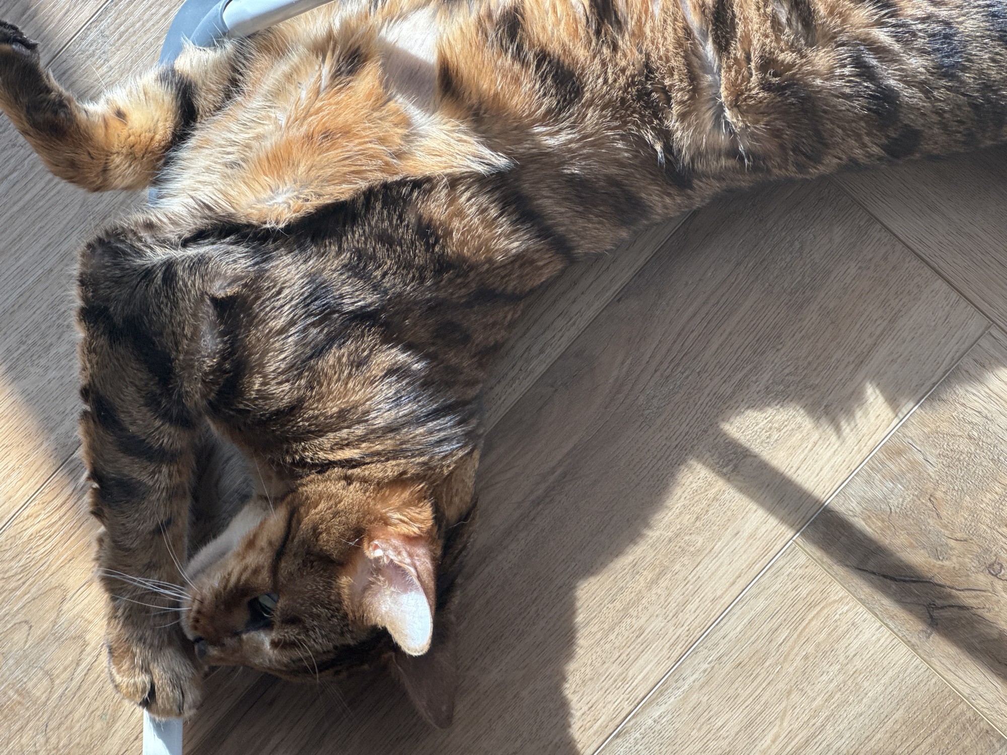 A brown tabby cat is lying on its back on a light brown wood-patterned floor. The cat's fur has stripes and swirls of dark brown, black, and a lighter reddish-brown. Its paws are in the air, and its head is turned to the left, showing its face and ears. Sunlight casts shadows across the cat and the floor. A white object is partially visible under the cat's head.