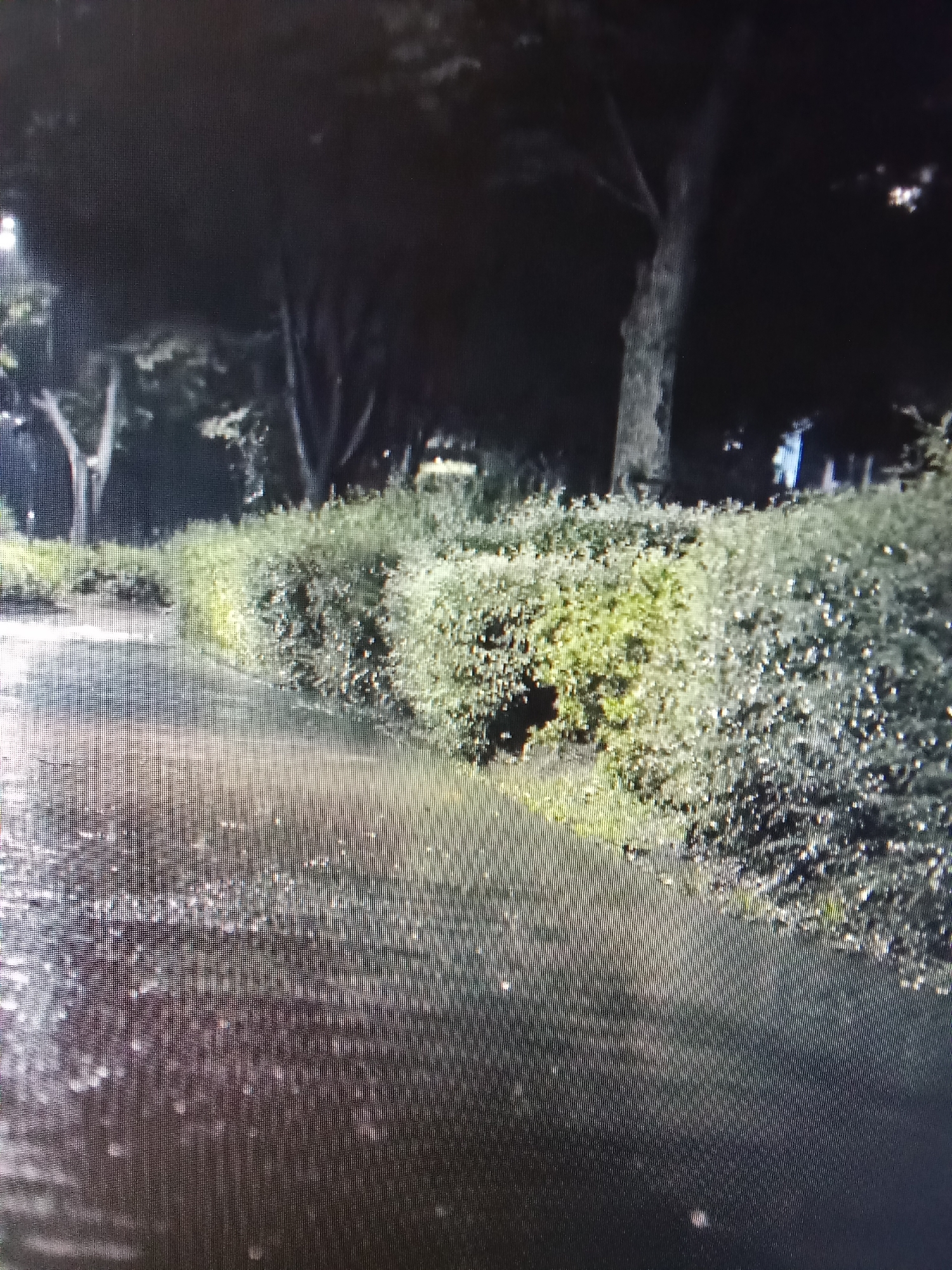 The image shows a wet pathway in a park at night. The pathway is dark and reflects the lights from streetlamps. To the right of the pathway is a thick, manicured hedge. Beyond the hedge, there are trees. The overall scene is dimly lit, suggesting it is nighttime, and the wet surface of the pathway indicates it may have rained or is raining. There are no people visible in the image. The location in Рощин ауылдық округі, Kazakhstan, is a park with a pathway and hedges.