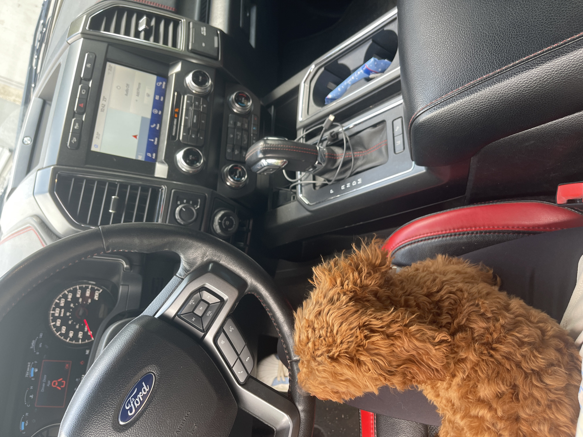 The image shows the interior of a Ford vehicle, specifically focusing on the driver's seat and dashboard area. A curly, light brown dog is sitting in the passenger seat. The car is stationary; the dashboard screen displays navigation information. The steering wheel has the Ford logo, and controls are visible. The interior features black leather with red stitching on the seats and center console. Other elements include the gear stick, cup holders, and various dashboard controls.