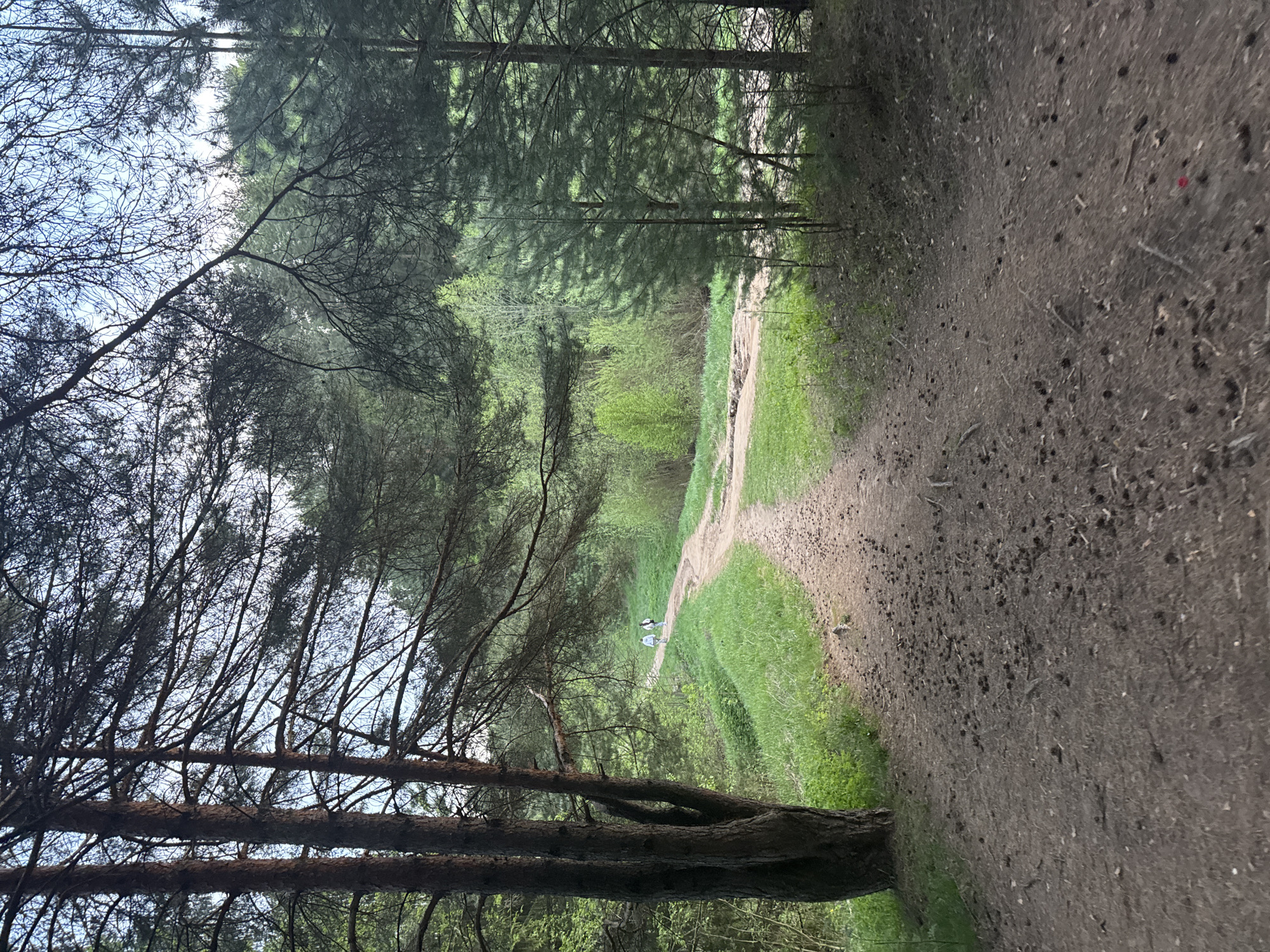 The scene is a dirt path winding through a forest, likely a recreational area. The path is lined with green grass and trees on both sides. The trees create a canopy overhead, filtering sunlight onto the path. In the distance, two people are walking along the path. The location is the city of Chaikovsky, Russia.
