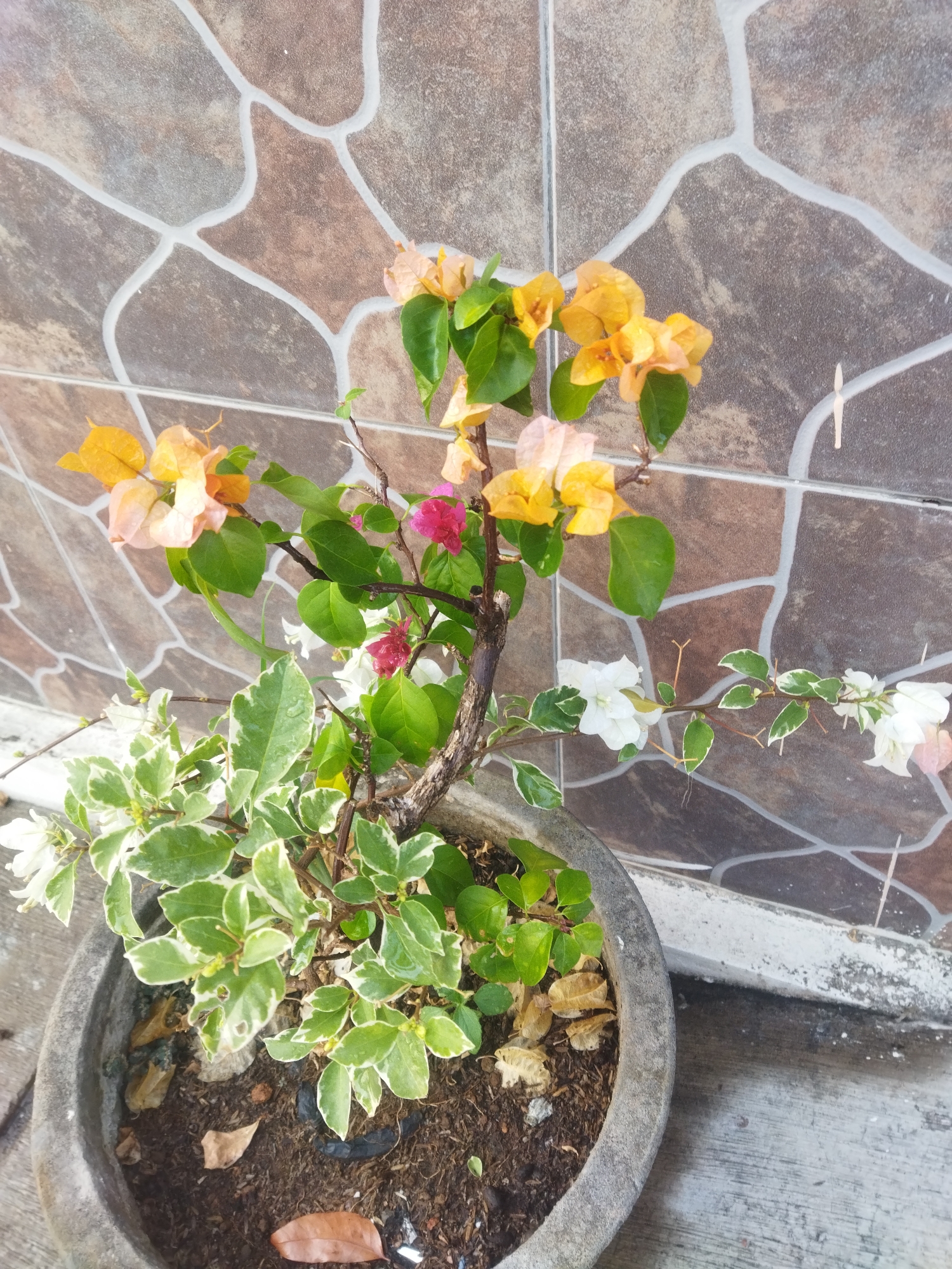 In Wonokarto, Indonesia, a potted bougainvillea plant with variegated green and white leaves and vibrant pink, orange, and yellow bracts sits outdoors against a patterned tiled wall. The plant is in a weathered gray concrete pot filled with dark soil, fallen leaves, and some visible debris. The background wall is composed of large, irregular tiles in shades of brown and tan, outlined with white grout. The overall scene suggests an outdoor setting, possibly a garden or patio area, with the plant being the primary focus.