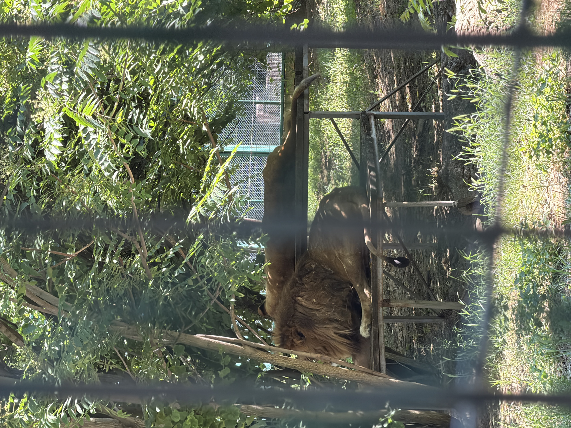 Two lions are resting on a raised platform in an outdoor enclosure. The lion in the foreground is facing left, with its head lowered. Its mane is long and dark brown. The second lion is lying behind the first, facing away from the camera. Lush green foliage and trees surround the enclosure, and a wire fence is visible in the background. The ground is covered in grass and dirt. The scene appears to be in a zoo or wildlife park located in Pazardzhik, Bulgaria.
