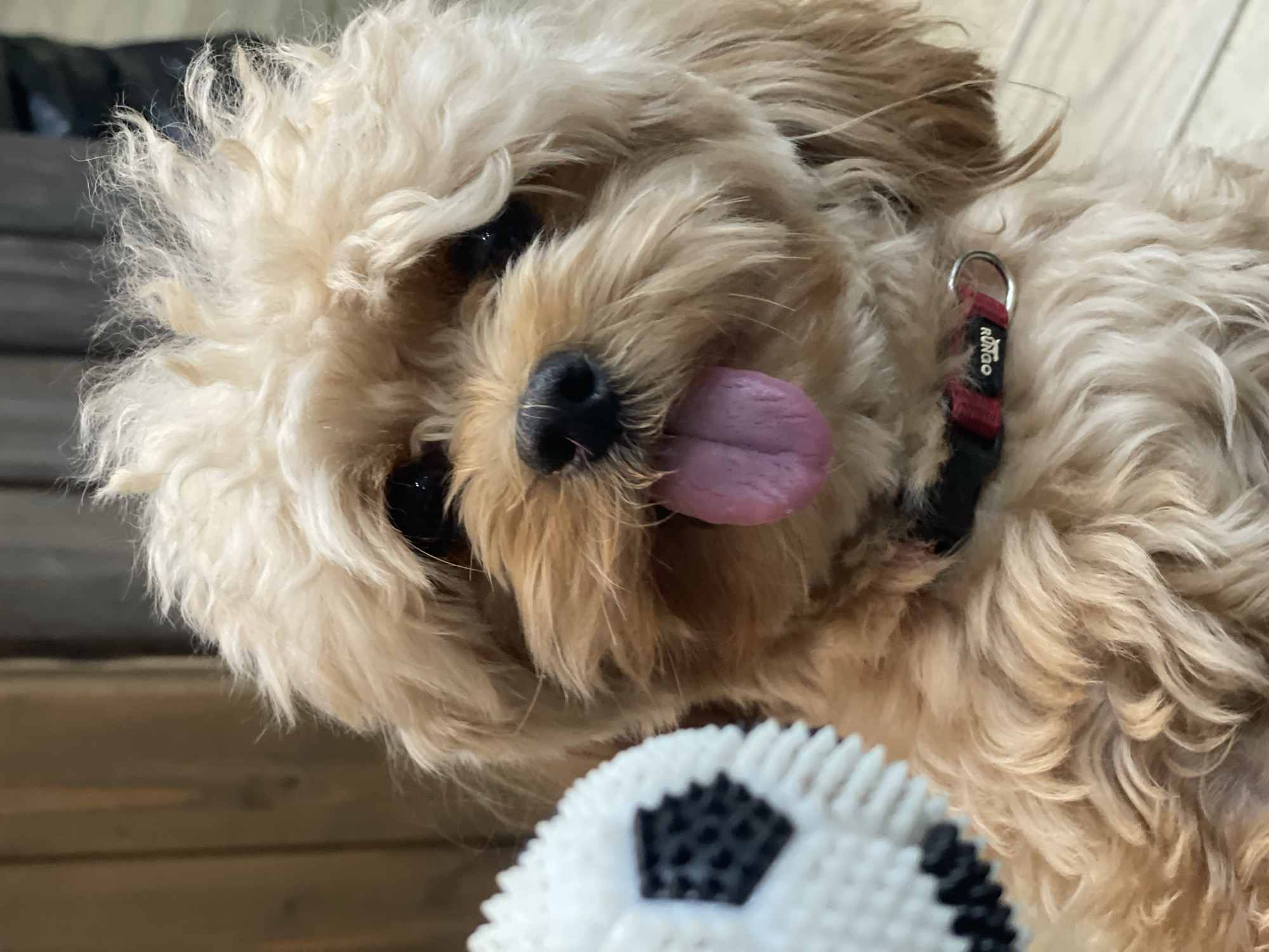 A close-up shot features a tan-colored dog with curly fur. The dog's tongue is out and pink, and its eyes are dark. It is wearing a black collar with red trim and a silver D-ring. To the left of the dog, a white textured ball with black hexagonal patterns is partially visible. The background consists of vertical wooden planks, likely part of a fence or wall, and a blurred dark area. The lighting suggests an indoor or shaded outdoor environment. The dog appears to be in a relaxed or playful state. No specific location within the city of Kommunarka, Russia, can be determined from the visual information provided.