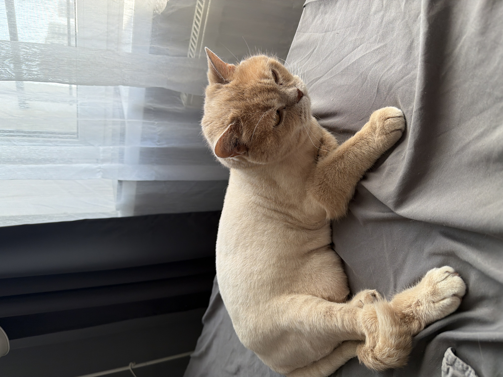 A light orange cat with short fur is lying on a grey fabric surface. The cat is positioned with its head facing upwards and towards the left, and its paws are extended, resting on the fabric. The cat’s eyes are closed or partially closed. To the left of the cat, there is a window with a sheer white curtain. The scene is likely indoors, and the lighting suggests daylight. There is no indication that this image was taken in Tyumen, Russia.