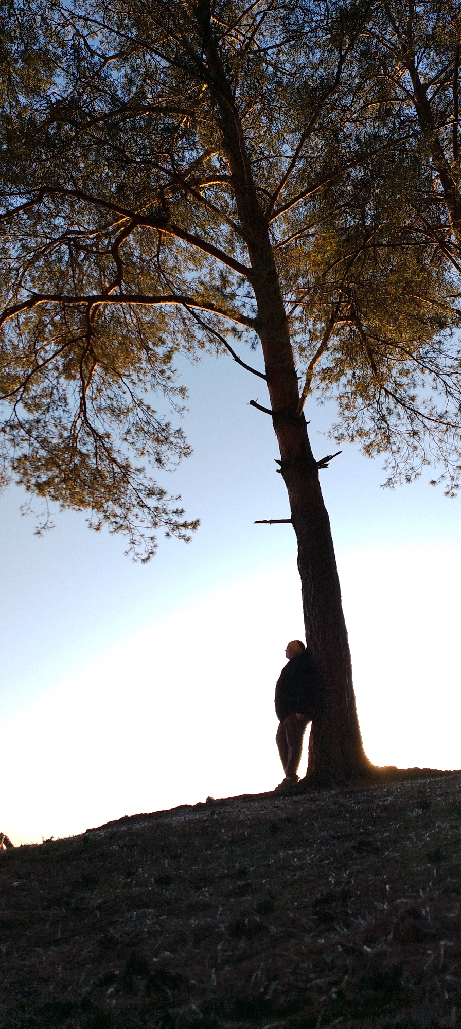 A medium, eye-level, long shot captures a silhouetted human figure leaning against the trunk of a large pine tree on a grassy hillside. The individual is oriented to the left, facing the tree. The tree's canopy fills the upper half of the image, its branches and needles silhouetted against a bright, clear sky that fades from light blue at the top to white lower down. The ground slopes upward to the right where the tree stands, and slopes downward away from the camera, becoming darker towards the bottom of the frame. The location is described as Unknown, Unknown.