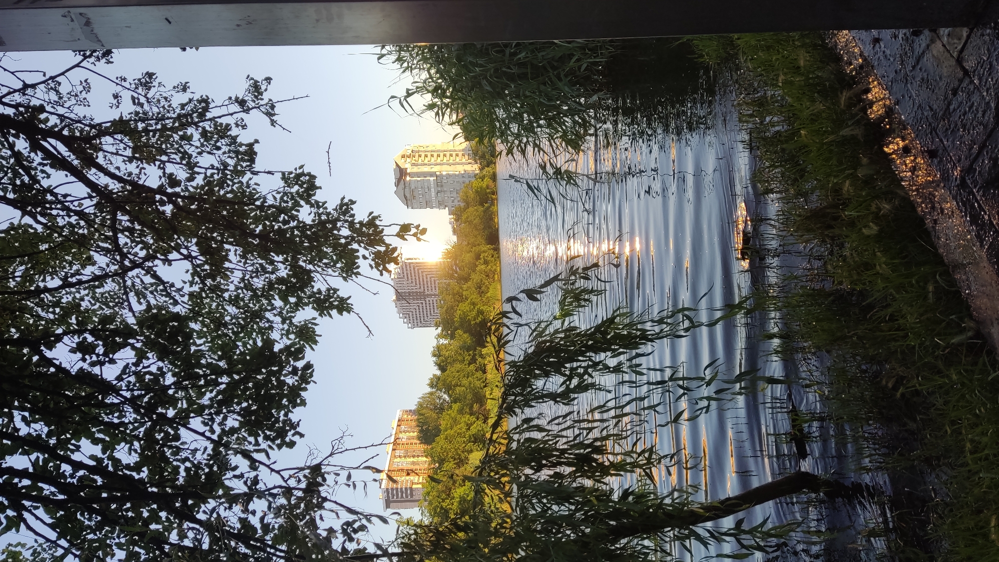 This image depicts a serene waterfront scene in the city of Krasnodar, Russia. The foreground features lush green grass and reeds growing along the edge of a tranquil body of water. A willow tree with its branches extending towards the water, some submerged, adds to the natural ambiance. The water itself is calm with gentle ripples reflecting the clear blue sky and the warm glow of the setting sun. In the background, modern multi-story apartment buildings stand against the horizon, interspersed with dense green foliage. The sun, partially obscured by the buildings, casts a shimmering path of light across the water, creating a picturesque and peaceful atmosphere.