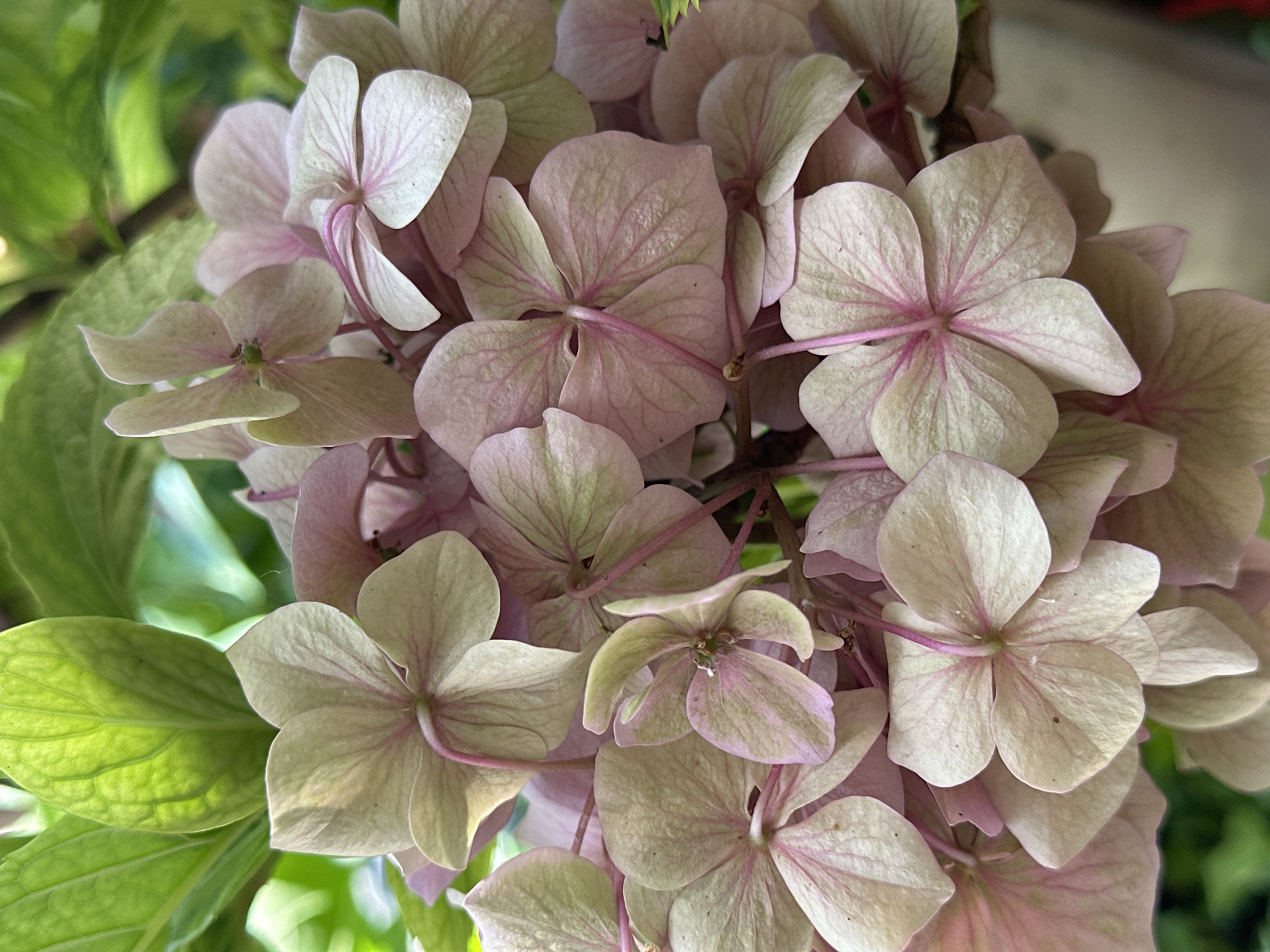 A cluster of pale pink and cream hydrangea flowers is the subject of this close-up, vertical, outdoor photograph. The flowers are in various stages of bloom, with some fully open and others still budding. The petals are delicate and have a slightly crinkled texture, with thin pink veins radiating from the center of each blossom. Some of the petals have tinges of green, and a few have small brown spots. The flowers are supported by thin, pink stems, and the background is filled with blurred green leaves and hints of a soft, out-of-focus background that could be a wall or other garden element. The lighting is natural, suggesting it is daytime, and the shadows are soft, indicating diffused light, perhaps from an overcast sky or a shaded area. There are no people or animals present in the image. The scene is peaceful and naturalistic.
