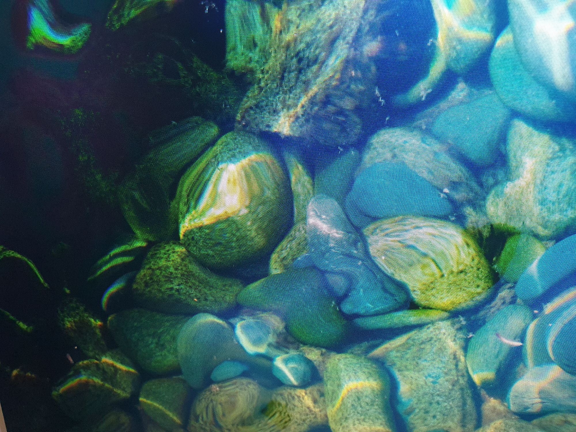 The image displays a close-up, overhead view of smooth, rounded stones submerged in clear water. The stones vary in size and color, with dominant hues of green, blue, and beige. Some stones exhibit a mottled texture, while others are more uniformly colored. Light refracts through the water, creating bright highlights and colorful distortions on the surfaces of the stones, particularly in shades of yellow, green, and blue. The overall impression is one of natural water and rock formations, possibly a riverbed or a decorative water feature. There are no people, animals, or structures visible in the image. The image does not provide any contextual information that would allow for the identification of its location within the city of Tashkent, Uzbekistan, or any other specific geographic location.
