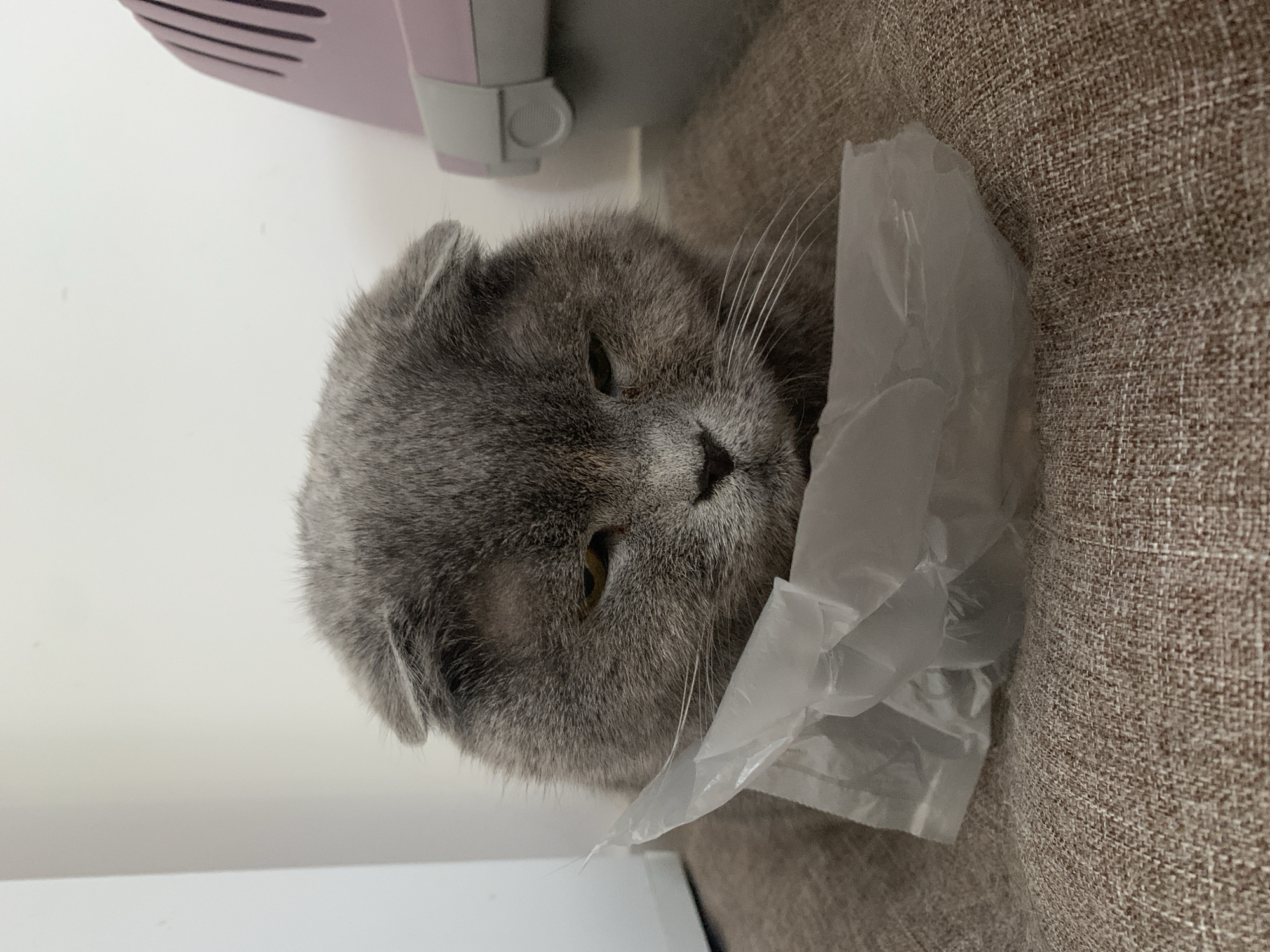 A grey Scottish Fold cat with droopy ears is sitting on a brown textured surface, with a crumpled piece of clear plastic in front of its face. The cat has yellow eyes and white whiskers. In the background, a portion of a white wall and a pink and grey pet carrier are visible. The scene is indoors, in a room that is not identifiable as being in Poznan, Poland.