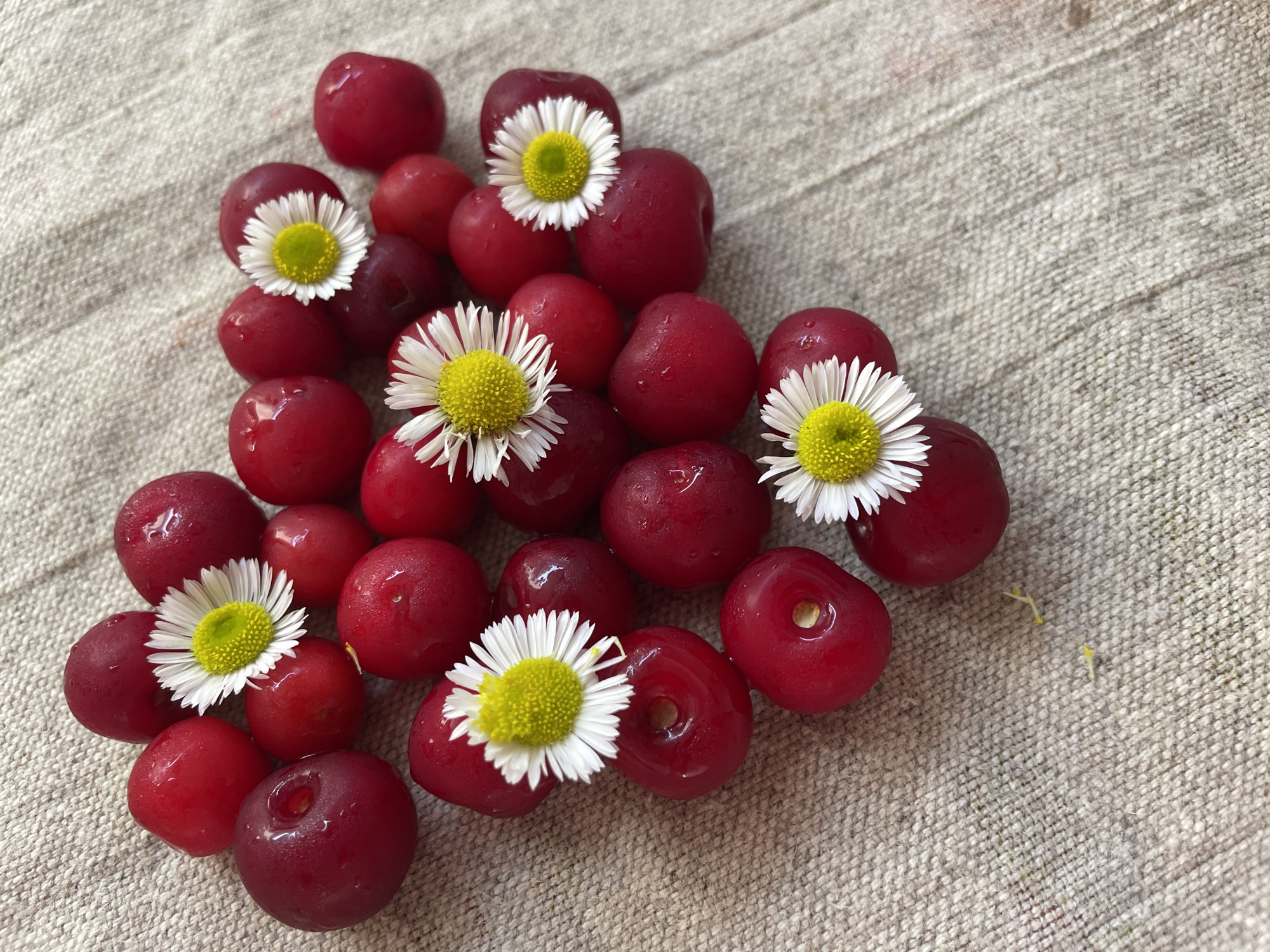 A high-angle, close-up shot shows a collection of ripe red cherries arranged in a heart shape on a textured, beige, woven fabric. Scattered among the cherries are five small white daisies with yellow centers. The cherries appear fresh and slightly wet, with some reflecting the light. The fabric has a natural, rustic appearance with visible threads and a subtle pattern. The scene evokes a feeling of simple, natural beauty and freshness. There is no indication of the city of Brest, Belarus in the image.