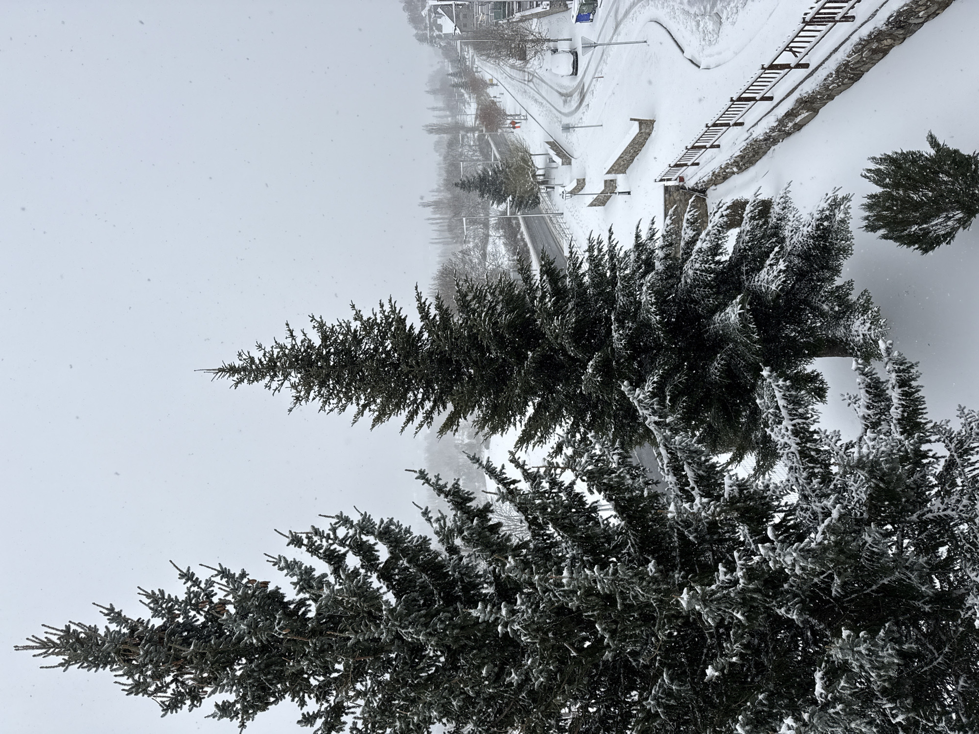The image depicts a winter scene in the city of Benasque, Spain. There are two evergreen trees with snow-covered branches in the foreground, partially obscuring the view of a street and adjacent areas. The street and sidewalk are also covered in snow, and there is a metal fence alongside the sidewalk. In the background, more trees line the street. It is snowing.