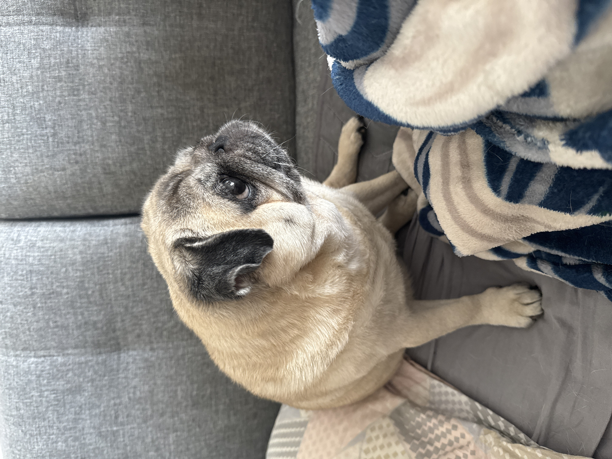 A pug dog is sitting on a bed with a grey couch in the background. The pug is facing to the right, with its head turned towards the camera. The dog has fawn-colored fur with black markings on its ears and face. There are two blankets on the bed, one with a geometric pattern and the other with blue and white stripes. The environment appears to be indoors, likely a bedroom or living room. The image was taken in Bishkek City, Kyrgyzstan.