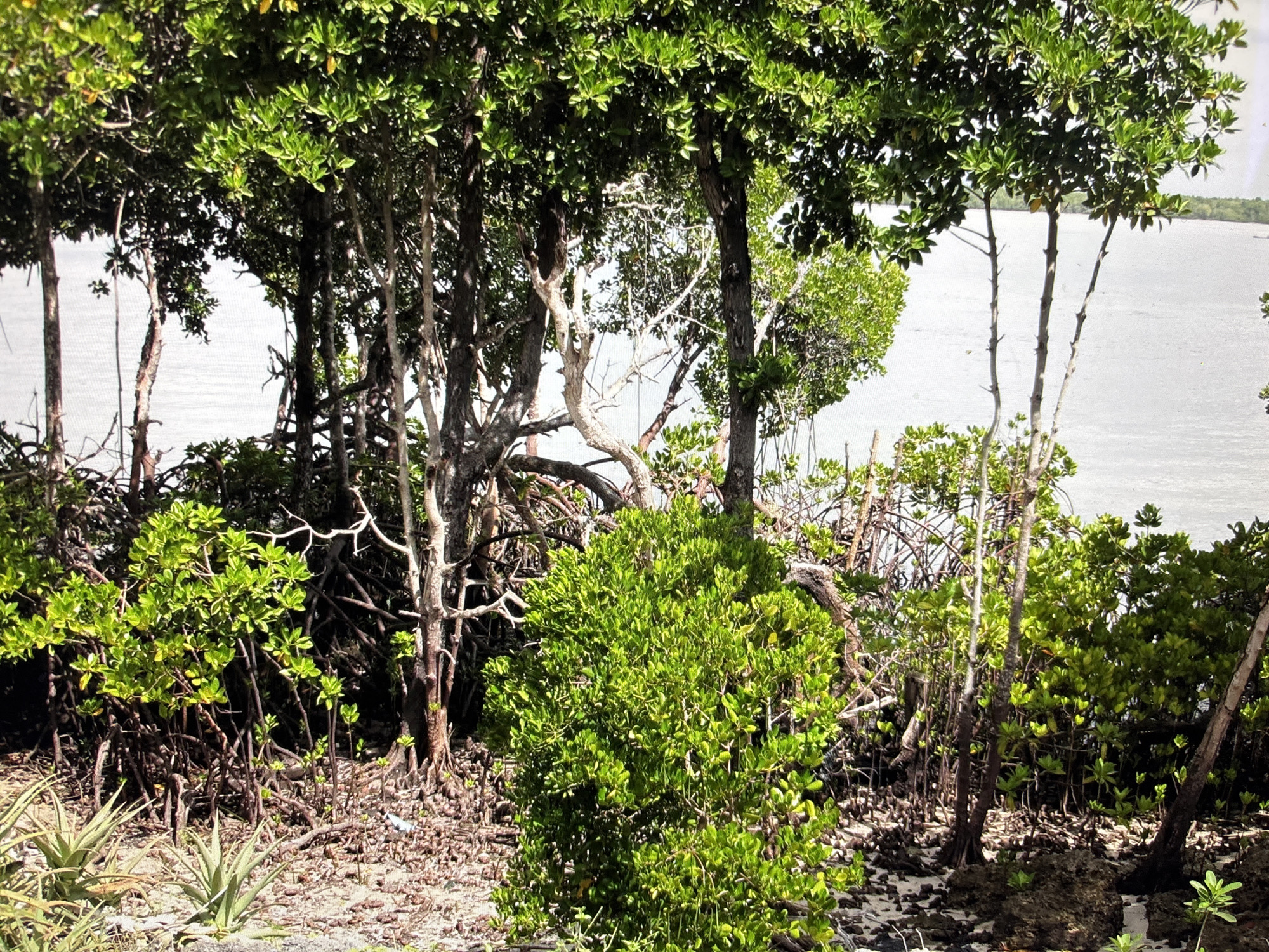 The image depicts a dense mangrove forest bordering a body of water, likely a sea or large river. The foreground is filled with the complex root systems and trunks of mangrove trees, with lush green foliage overhead. The water in the background appears calm and reflects the light. There are no people or man-made structures visible in the image. The scene is entirely natural, showcasing the unique ecosystem of a mangrove environment. This image cannot be located in Sofia, Bulgaria, as Sofia is an inland city with no access to mangrove forests.