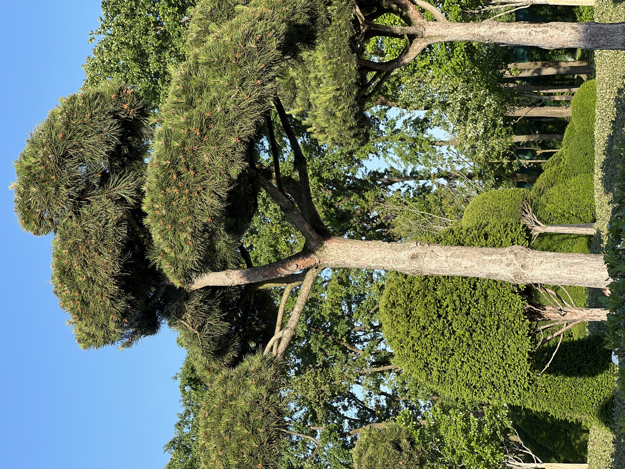 The image depicts a manicured outdoor scene. A mature pine tree with dense, needle-like foliage and visible cones dominates the foreground. Its trunk is thick and textured, branching into smaller limbs. Behind the pine, various trees and sculpted shrubbery fill the middle ground, providing layers of green vegetation. A row of trees in the background creates a sense of depth. The sky is clear blue. This is likely a scene in the city of Krasnodar, Russia.
