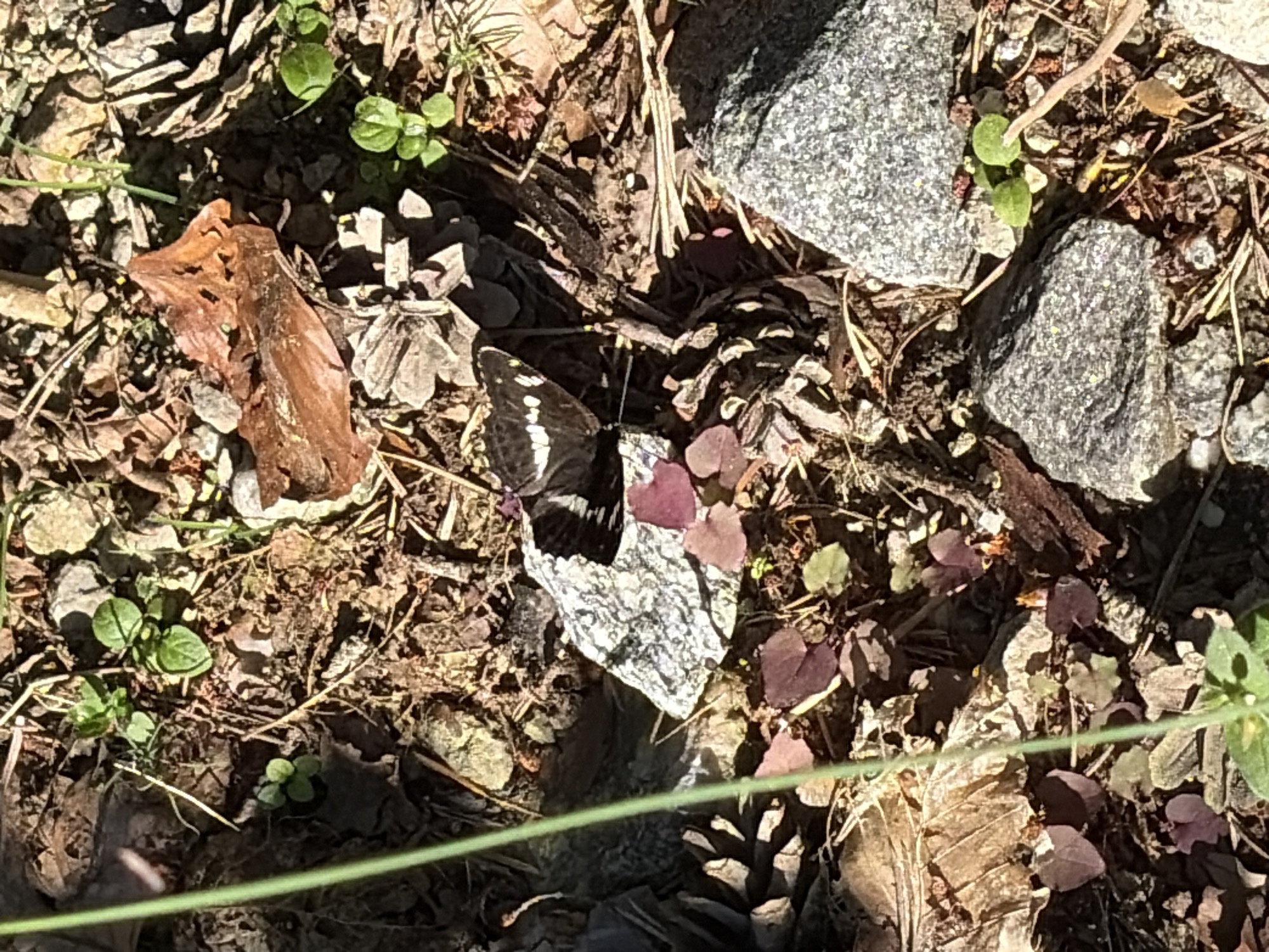 A black butterfly with white markings on its wings rests on a gray, speckled rock. The butterfly is positioned in the center-left of the frame. The ground surrounding the rock is covered with dry leaves, small pebbles, and sparse green vegetation. A thin, bright green blade of grass is visible in the foreground, running vertically along the left side of the image. The scene appears to be an outdoor natural environment. The location is specified as the city of Bansko, Bulgaria.