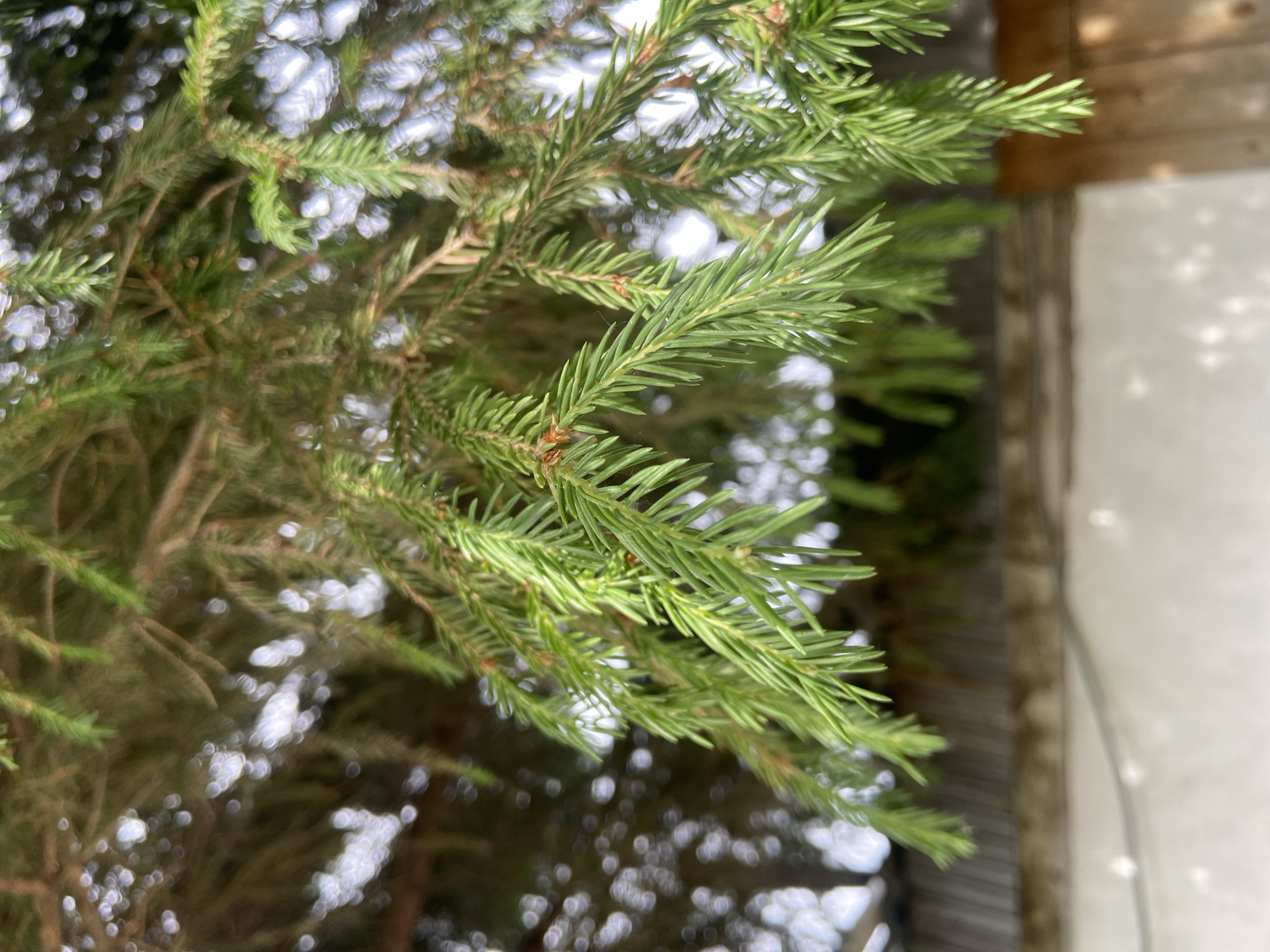 The image displays a close-up perspective of the branches and vibrant green needles of a coniferous tree, likely a spruce or fir. The foreground branches are sharply in focus, revealing individual needles that are stiff and pointed, along with small, reddish-brown buds.
The background is intentionally blurred, featuring a prominent bokeh effect with numerous soft, bright, circular out-of-focus highlights. To the right of the tree, a light-colored, possibly white or light grey, wall or structure is visible, exhibiting faint light reflections or textures. Above this wall, a segment of a wooden structure, which could be part of a fence or building, is also blurred.
The scene is brightly lit, suggesting it is daytime. No specific activity or event is taking place; it is a static capture of nature. The image does not contain any people or visible text. The tree species is consistent with those found in locations like Naberezhnye Chelny, Russia.