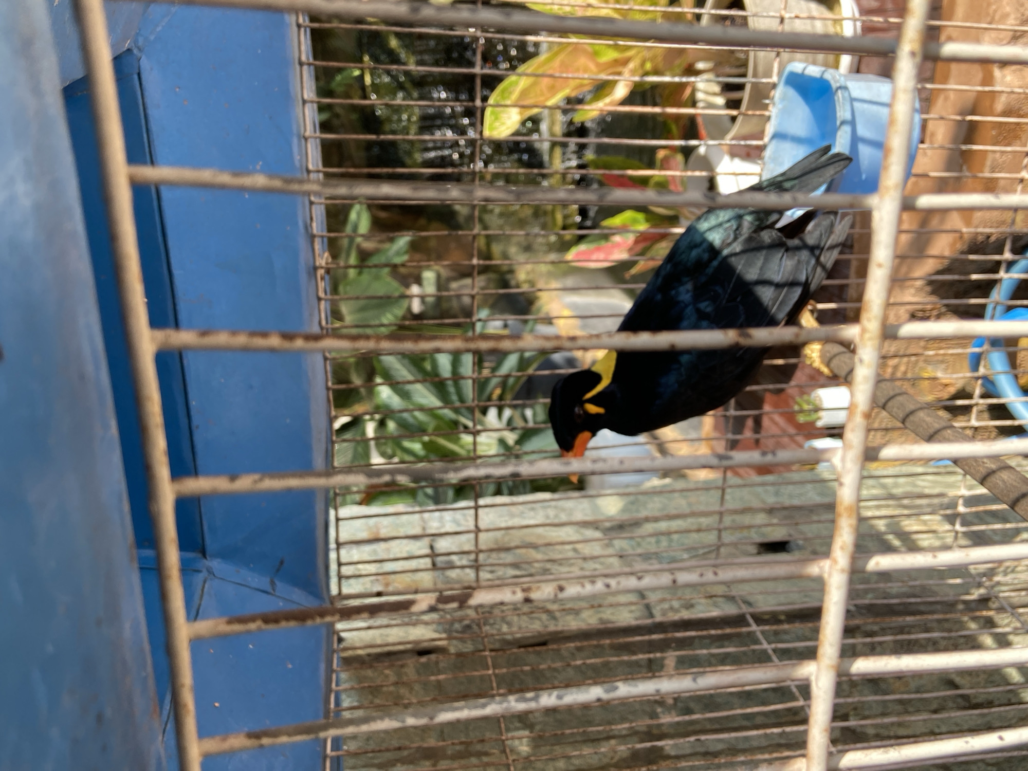 A black bird with yellow markings on its head and orange beak is in a metal cage. The bird is facing left, with its body angled to the right. Behind the bird, through the cage bars, a lush green plant is visible, along with some pink and orange colored plants. The cage has a blue roof and is placed outdoors, possibly in a garden, in Margorejo, Indonesia.