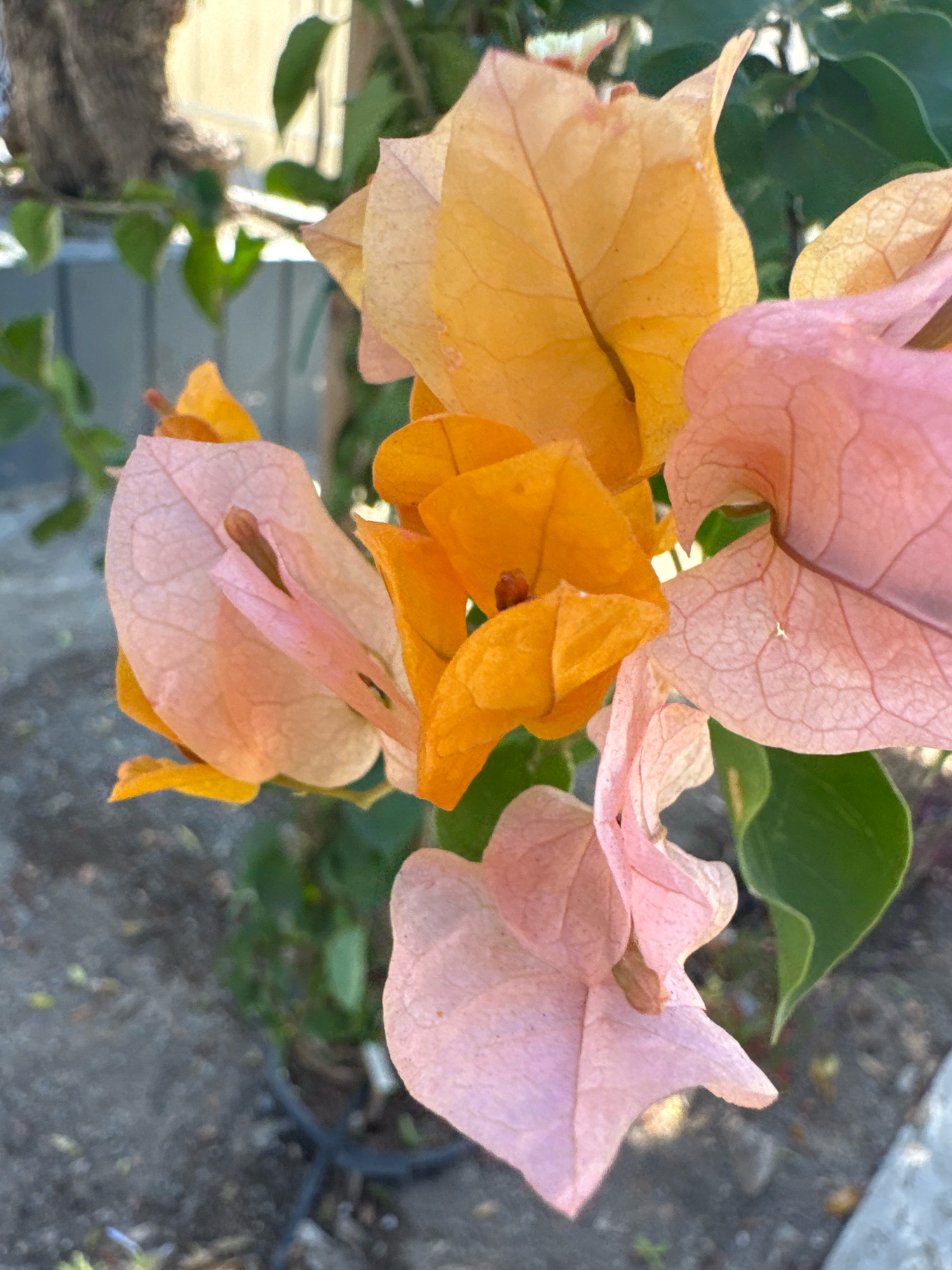 This is a close-up, eye-level, outdoor photograph of bougainvillea flowers in Limassol, Cyprus. The image features a cluster of vibrant flowers in shades of peachy-orange and soft pink, with some green foliage visible in the background. The flowers are delicate and appear to be in full bloom, with visible veins on their petals. The ground below is a mix of soil and small stones. The overall impression is one of natural beauty and a bright, sunny environment, typical of a garden setting in Cyprus.