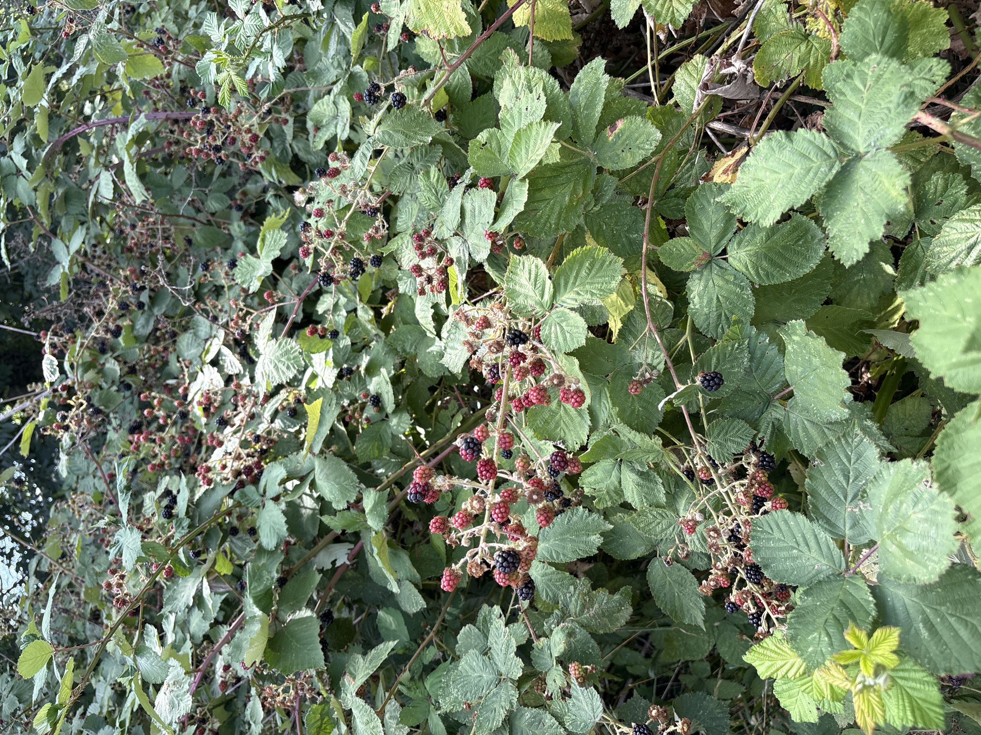 The image depicts a dense thicket of blackberry bushes, laden with ripe and unripe berries. The berries vary in color from deep black to dark red and pink, clustered on thorny branches amidst vibrant green leaves. Some branches are bare, showing dried remnants of previous seasons. The scene suggests a natural, uncultivated area, likely a hedgerow or overgrown patch. There are no people or animals visible. The lighting indicates an outdoor setting under natural daylight, possibly overcast given the diffused light. The overall impression is one of wild abundance, characteristic of rural or semi-rural environments. Given the specified location of Chelmsford, United Kingdom, this scene could be found in a park, along a public footpath, or in a neglected garden area within or on the outskirts of the city.