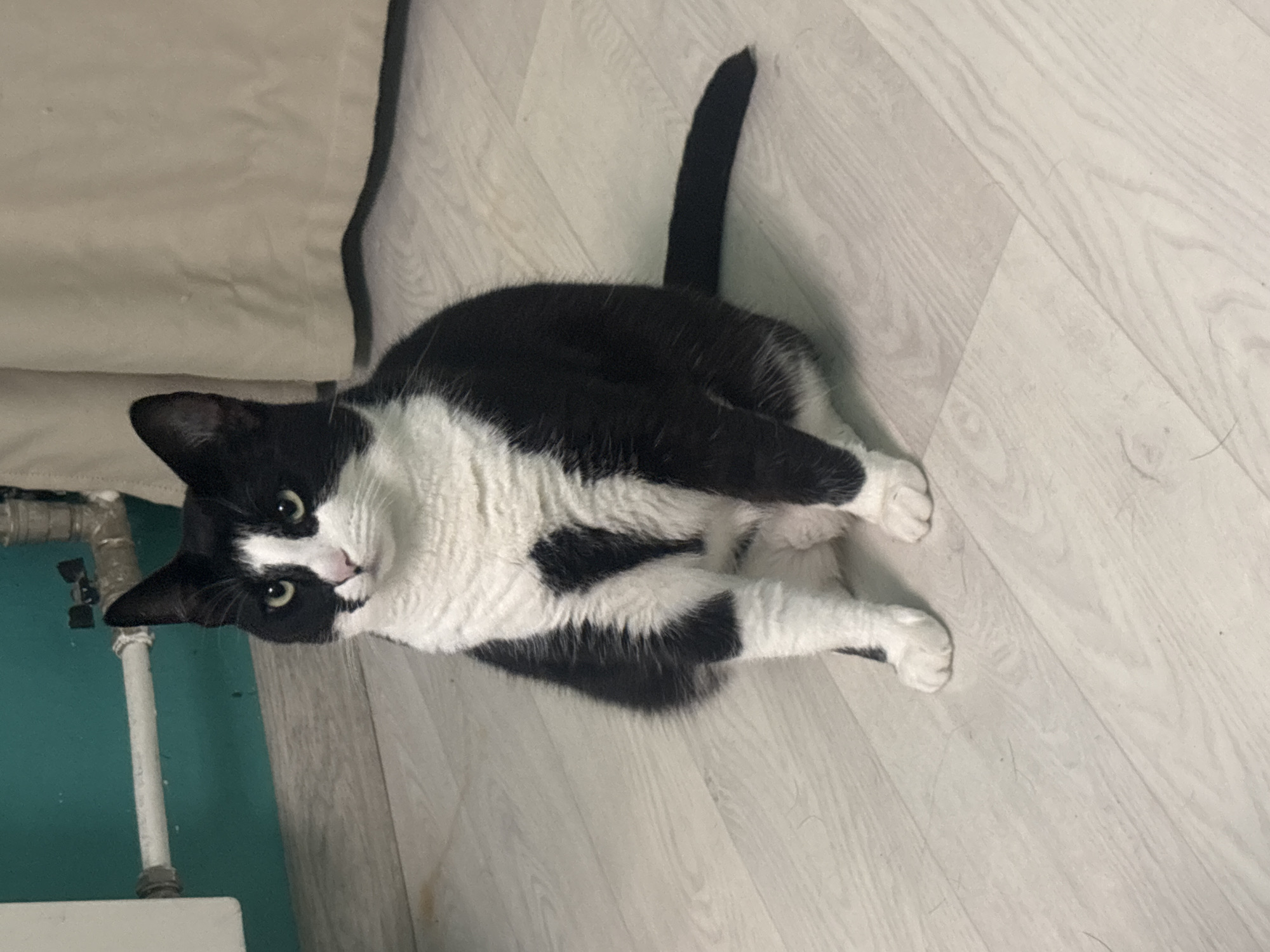 The image shows a black and white cat sitting on a light-colored wooden floor. The cat is facing the camera with its paws tucked underneath it. The cat has black fur on its back, head, and tail, and white fur on its chest, belly, and legs. The cat's face is mostly white with black markings around its eyes and ears. Behind the cat, there is a teal-colored wall with a white radiator and pipes. To the right of the cat, there is a beige curtain. The scene appears to be indoors. There is no information in the image to suggest it is located in Saint Petersburg, Russia.