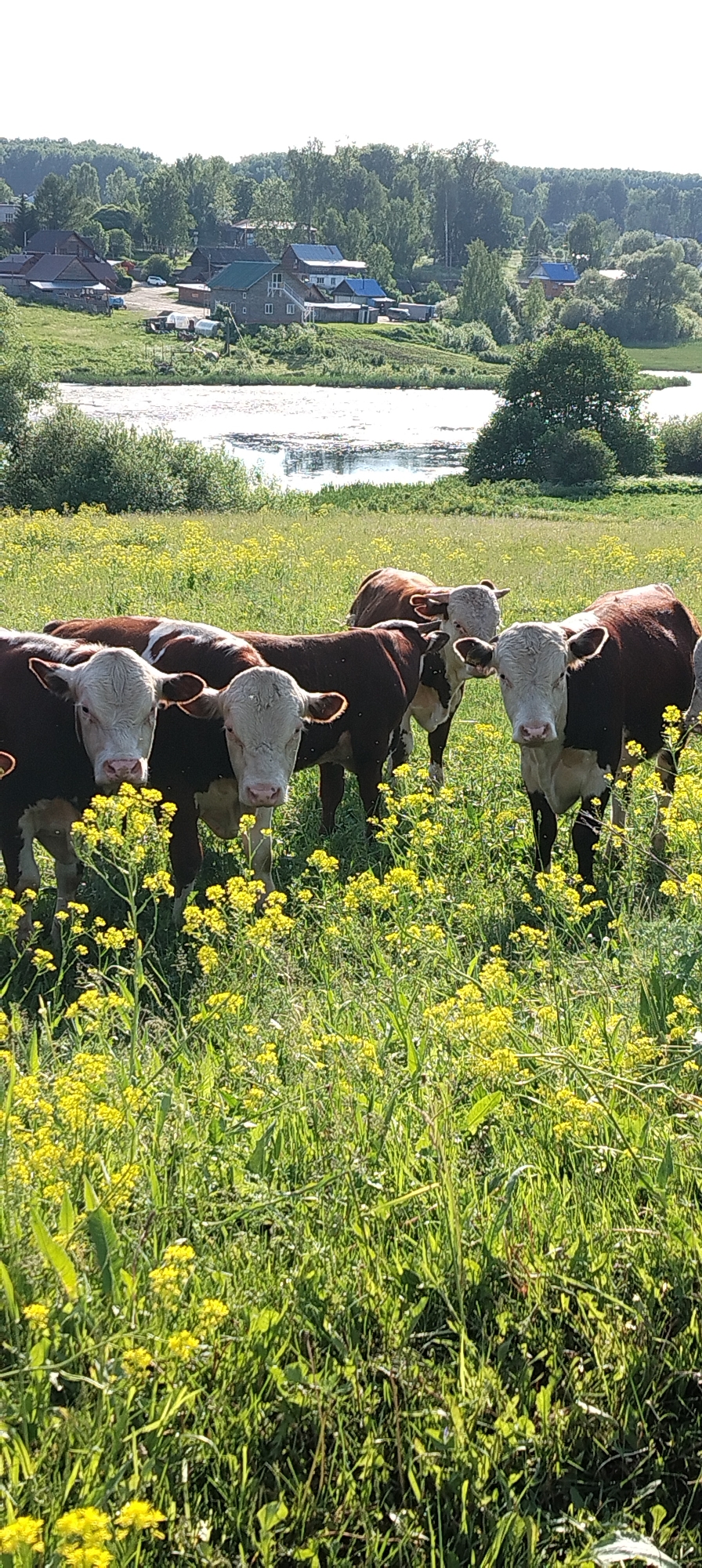The image presents a bright daytime view of a rural landscape in Зипуново, Russia. In the foreground, a field of vibrant green grass is densely populated with numerous yellow flowering plants, consistent with wild mustard or similar species. At least five bovine animals, identifiable as Hereford or Hereford-cross breed due to their characteristic brown bodies and prominent white faces, are present in the midground, standing amidst the yellow flowers and green grass. Several of these animals are looking directly towards the viewer. Behind the field, a calm body of water, likely a river or lake, reflects the sunlight. On the far bank of the water, a cluster of rural houses is visible, predominantly constructed from wood with roofs of various colors, including blue, green, and dark tones. Greenhouses and at least one white vehicle are discernible near the structures. A dense forest line occupies the distant background, stretching across the horizon under a light, bright sky.