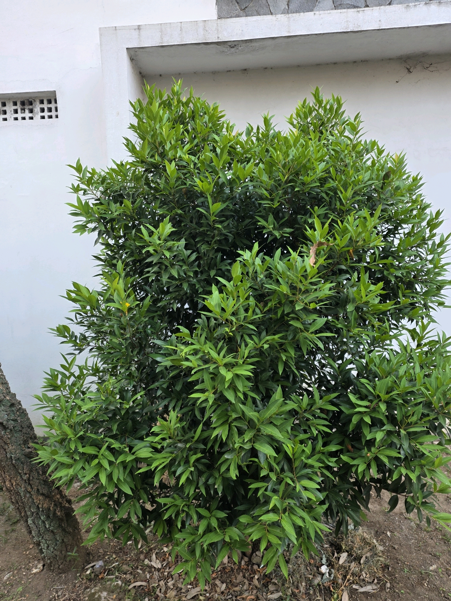 An outdoor, eye-level shot shows a medium-sized, bushy green tree with dense foliage positioned in front of a white wall. To the left of the tree, a portion of a tree trunk with rough, gray bark is visible. The ground beneath the tree is covered with dry leaves and dirt. Behind the tree, a white wall features a small, rectangular ventilation grate with multiple square openings on the left side and a concrete overhang or ledge across the top. The setting appears to be in a residential or public outdoor space in Bojongsoang, Indonesia.