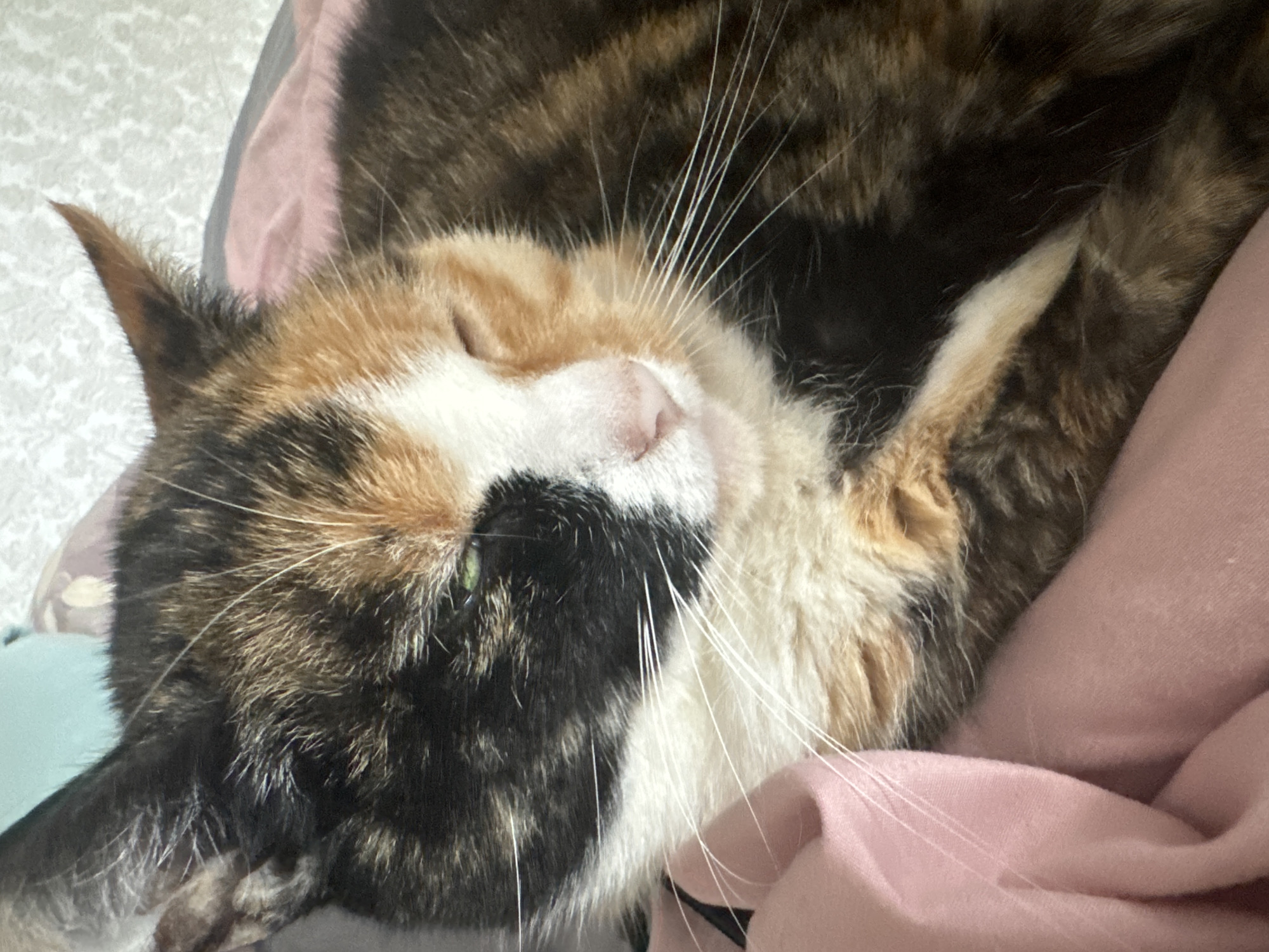 A close-up shot captures a calico cat resting peacefully, possibly asleep. The cat's fur features a distinctive pattern of black, orange/ginger, and white patches. Its face is the central focus, with eyes mostly closed, though a hint of a green iris is visible in one eye. Long, delicate white whiskers extend outwards from its muzzle, and a small, pink nose is visible. One ear is upright and pointed, covered in fur matching the calico pattern. The cat appears to be nestled on a soft surface, with a prominent pink fabric or blanket visible in the foreground and on the right side of the image. A lighter, patterned fabric serves as the background on the left. The scene conveys a sense of calm and comfort. No text is visible in the image. The setting appears to be indoors.