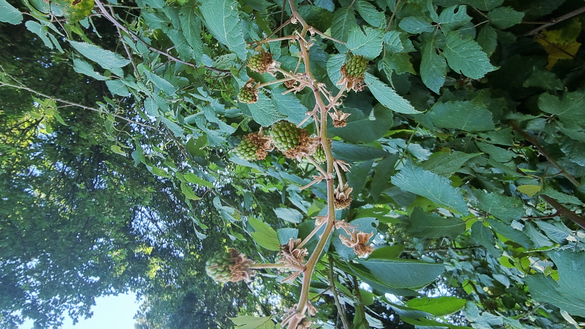 The image shows a close-up view of a bramble bush with several clusters of unripe, green berries growing on thorny branches. The berries are spherical and segmented, with small, dried sepals still attached. The leaves of the bush are a deep green, with some showing minor damage. The background is filled with more foliage and a glimpse of blue sky, suggesting an outdoor setting. The scene is likely located in Sant Joan les Fonts, Spain, a municipality known for its natural landscapes and rural areas, where such bramble bushes are common. The lighting indicates it is daytime, with sunlight filtering through the leaves. There are no people or animals visible in the image.