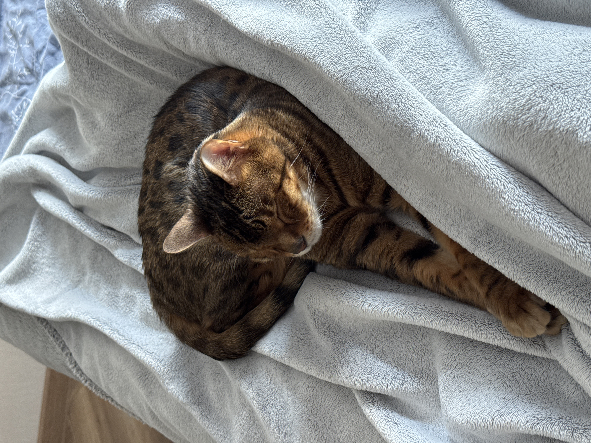 An overhead shot captures a domestic cat, likely a tabby, sleeping soundly amidst soft, light gray blankets. The cat is curled into a tight C-shape, with its head tucked down and eyes closed, suggesting deep relaxation. Its fur displays a beautiful pattern of warm browns, oranges, and black stripes and spots. One front paw is extended slightly, resting on the blanket.
The cat is nestled under and on a plush, fuzzy light gray blanket, which is folded and draped around its body. In the top left corner, a portion of another sheet or comforter, featuring a subtle, light blueish-gray pattern, is visible underneath the main blanket. Natural light illuminates the scene, casting soft shadows and highlighting the texture of the blanket and the cat's fur, indicating it is daytime. The overall impression is one of peacefulness, comfort, and warmth. There is no visible text in the image. The setting appears to be an indoor space, possibly a bedroom, given the bedding.