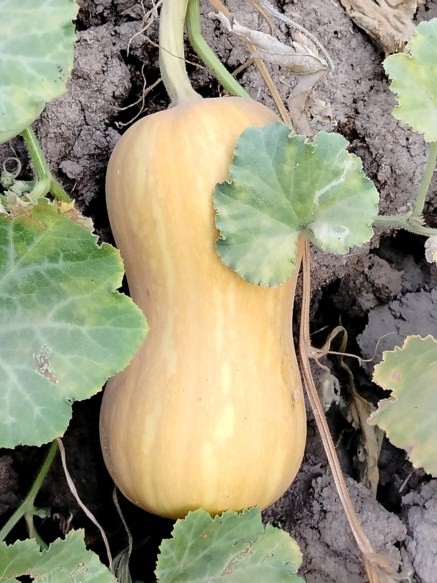A ripe butternut squash, pale yellow with faint green stripes, rests on dark, cracked soil. It is nestled among large, lobed green leaves of the squash plant, some of which show signs of browning and wilting along their edges. A dried brown leaf lies near the top of the squash. The scene appears to be outdoors, likely in a garden or agricultural setting in the city of Көлкент, Kazakhstan. There are no people or animals present, and no discernible actions or interactions are taking place. The lighting suggests it is daytime.