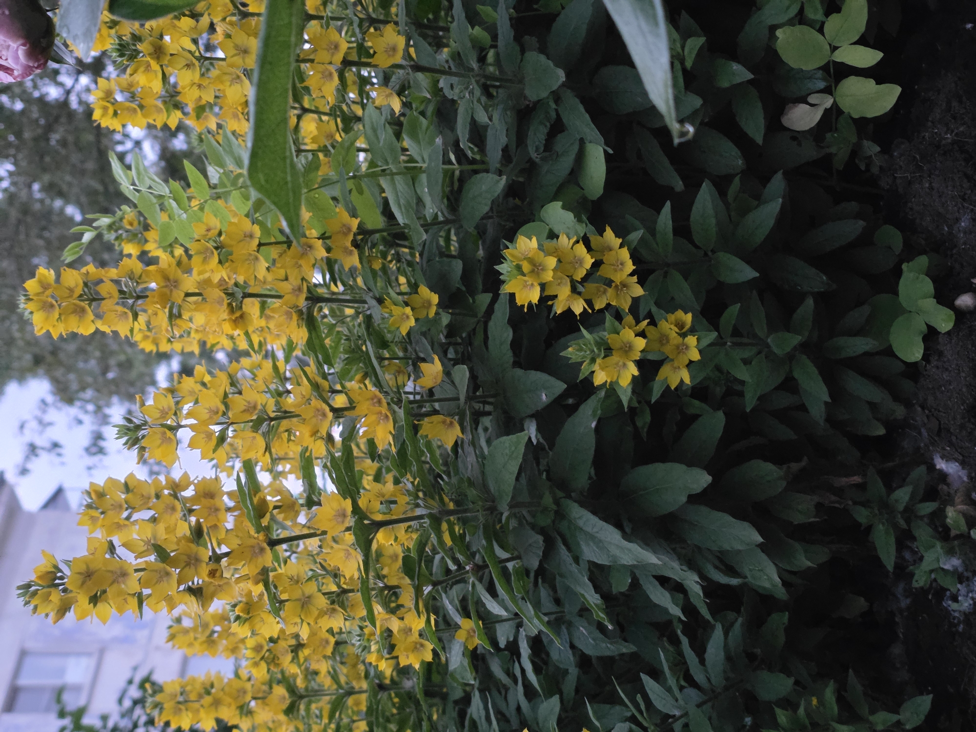 This image shows a close-up view of yellow flowers, likely Lysimachia punctata, with dark green foliage. The flowers are clustered along upright stems, creating a dense visual effect. In the background, a building with a light-colored facade is visible, suggesting an urban or suburban setting. The sky appears overcast or dusky. Based on the metadata, this photograph was taken in Chaikovsky, Russia. The scene depicts a natural element within a built environment, characterized by the vibrant yellow blooms contrasting with the muted tones of the background. There are no people or discernible actions occurring in the image.